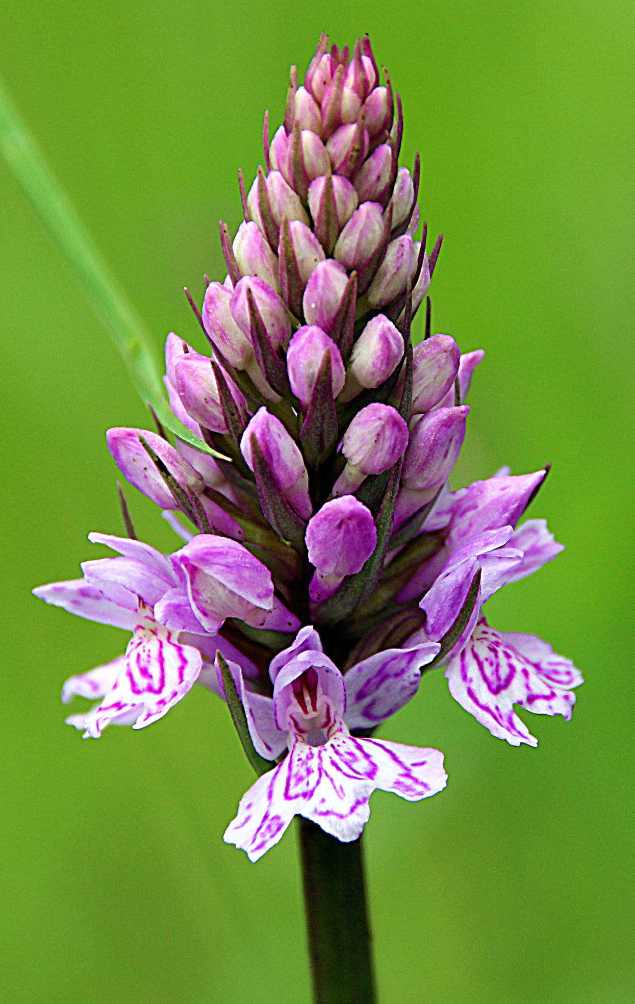Sigma 18-250mm F3.5-6.3 DC OS HSM sample photo. Flower photography