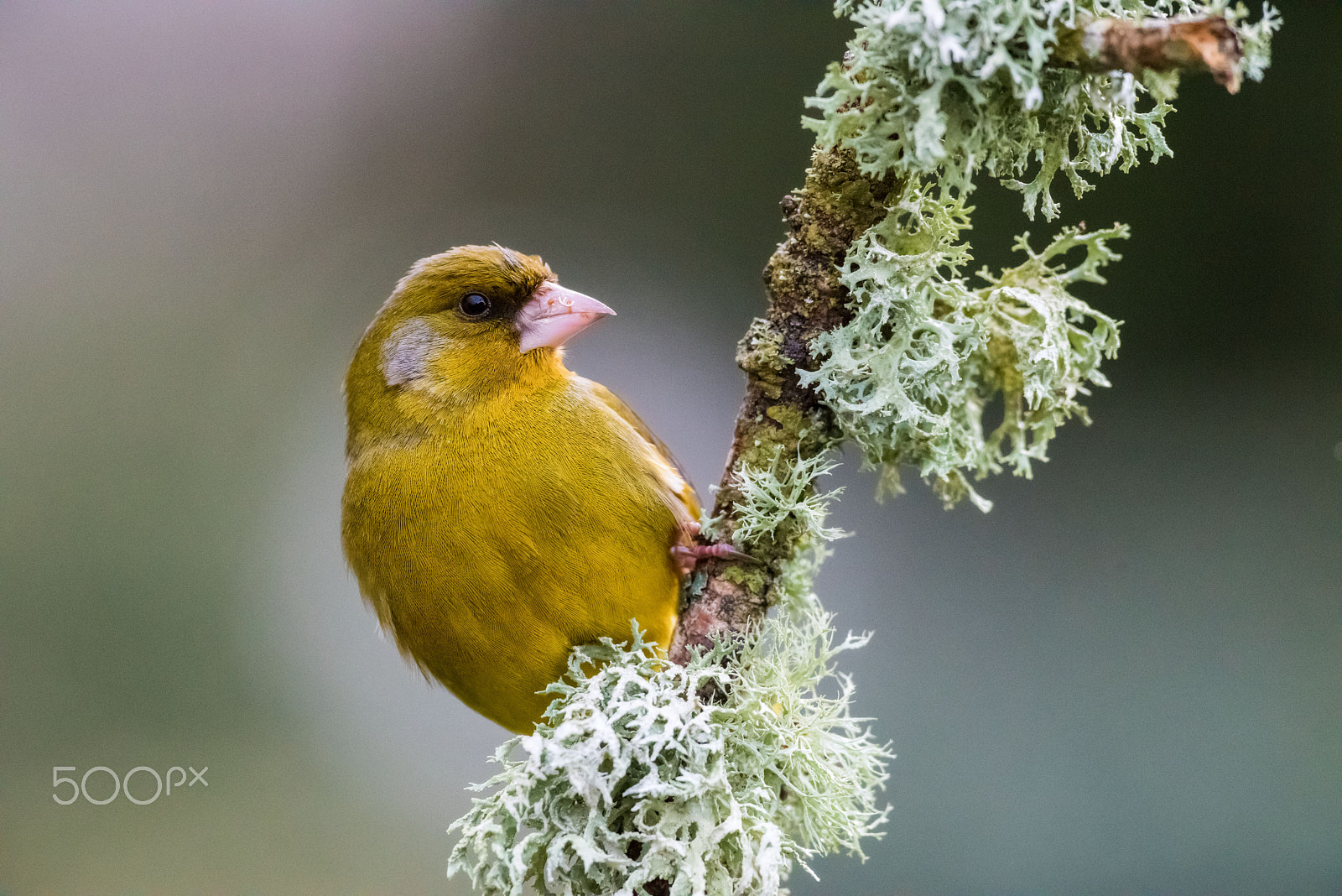 AF-S Nikkor 300mm f/2.8D IF-ED II sample photo. Carduelis chloris photography