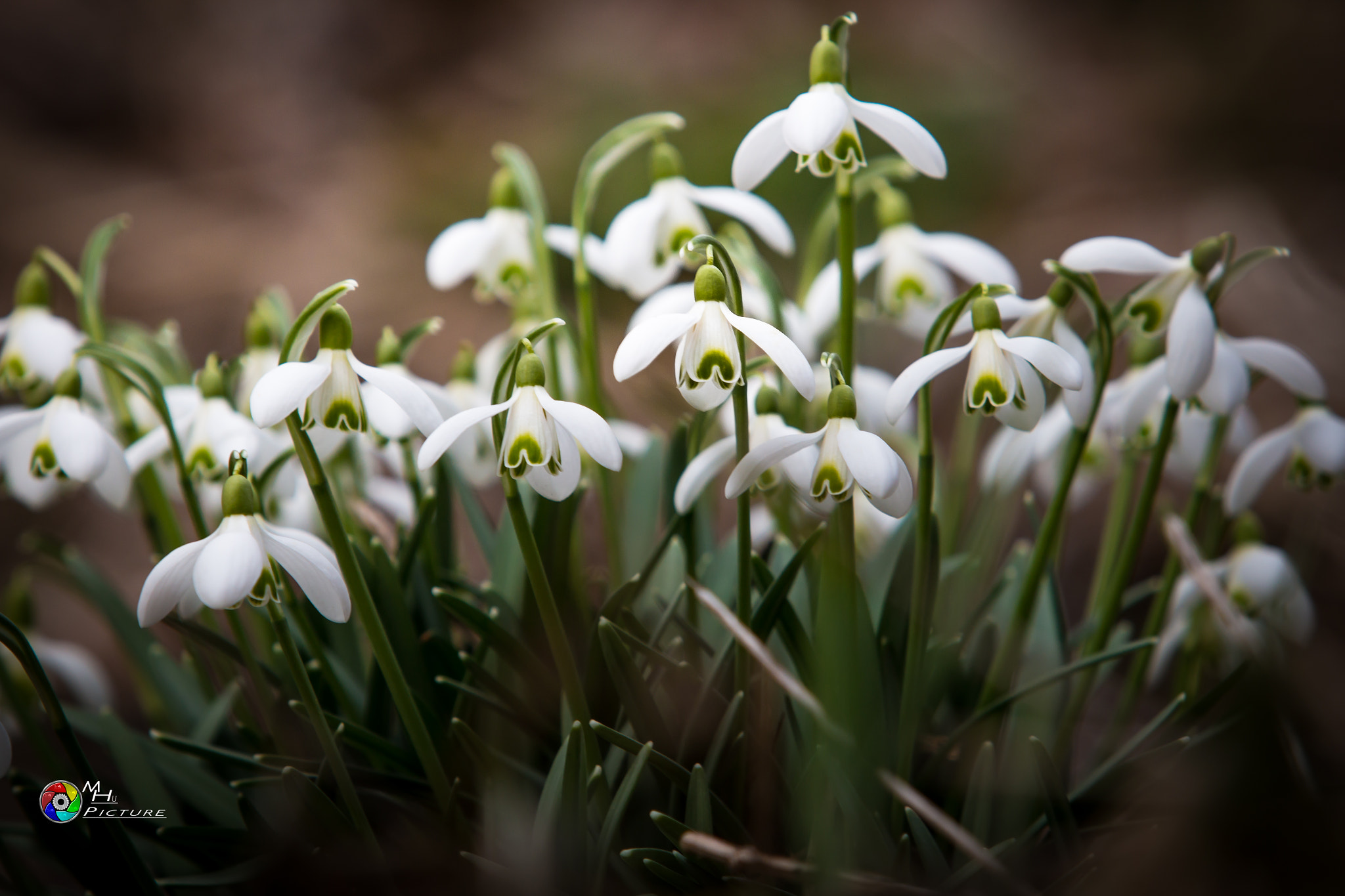Canon EF 70-200mm F2.8L USM sample photo. Frühlingsbote photography