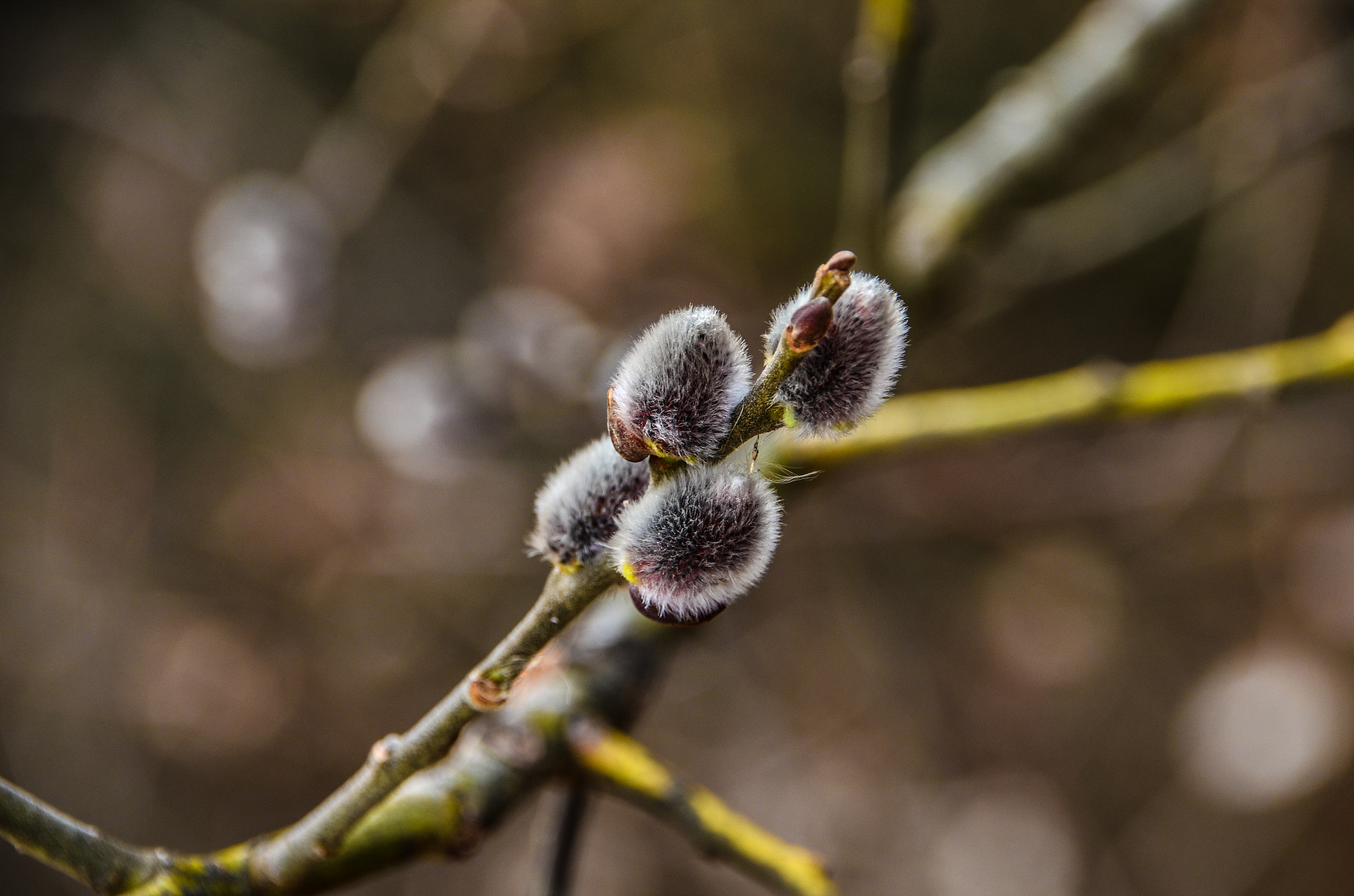 Sigma 18-250mm F3.5-6.3 DC Macro OS HSM sample photo. Spring sign photography