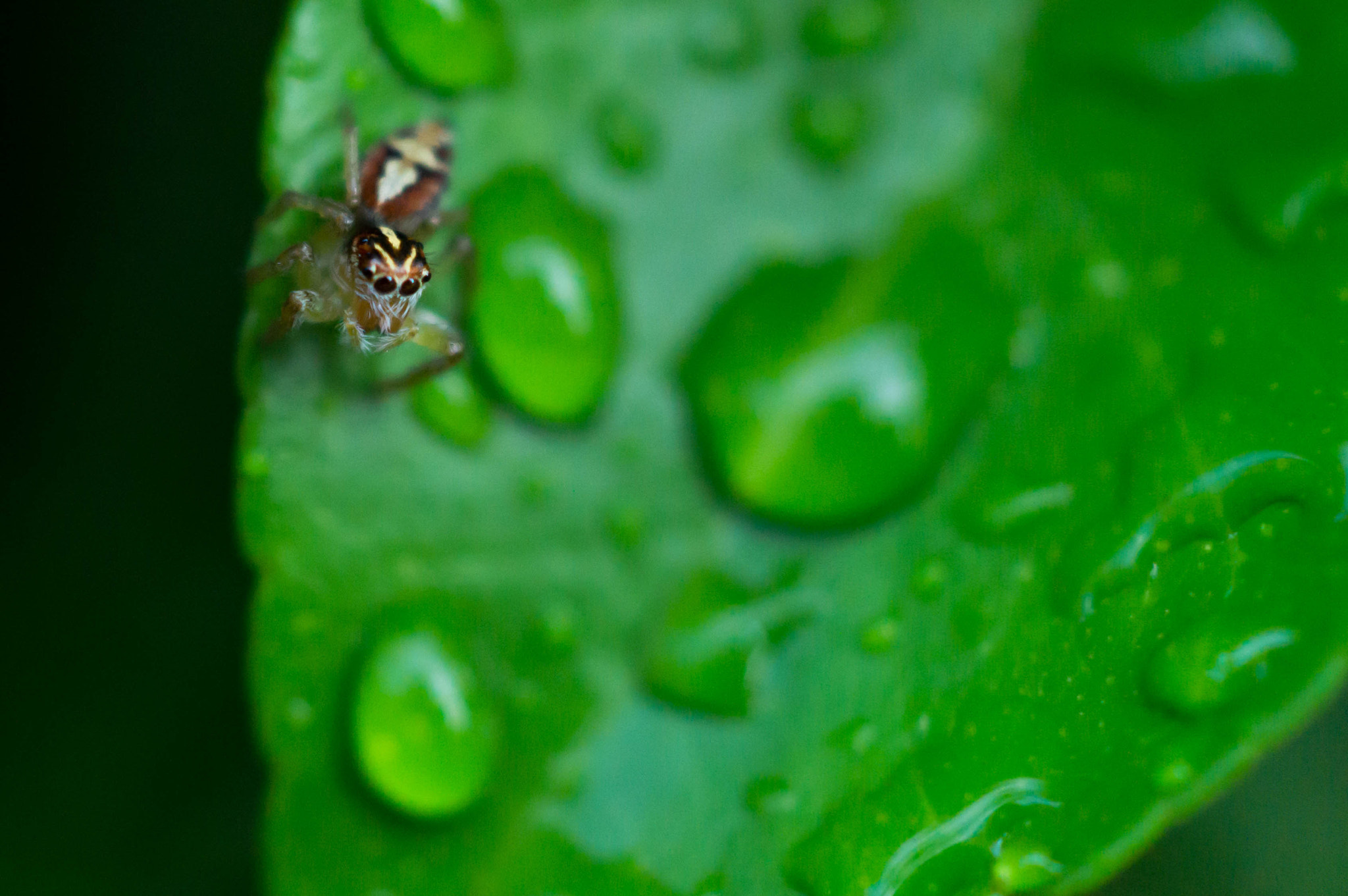 Sony SLT-A37 + Sony DT 30mm F2.8 Macro SAM sample photo