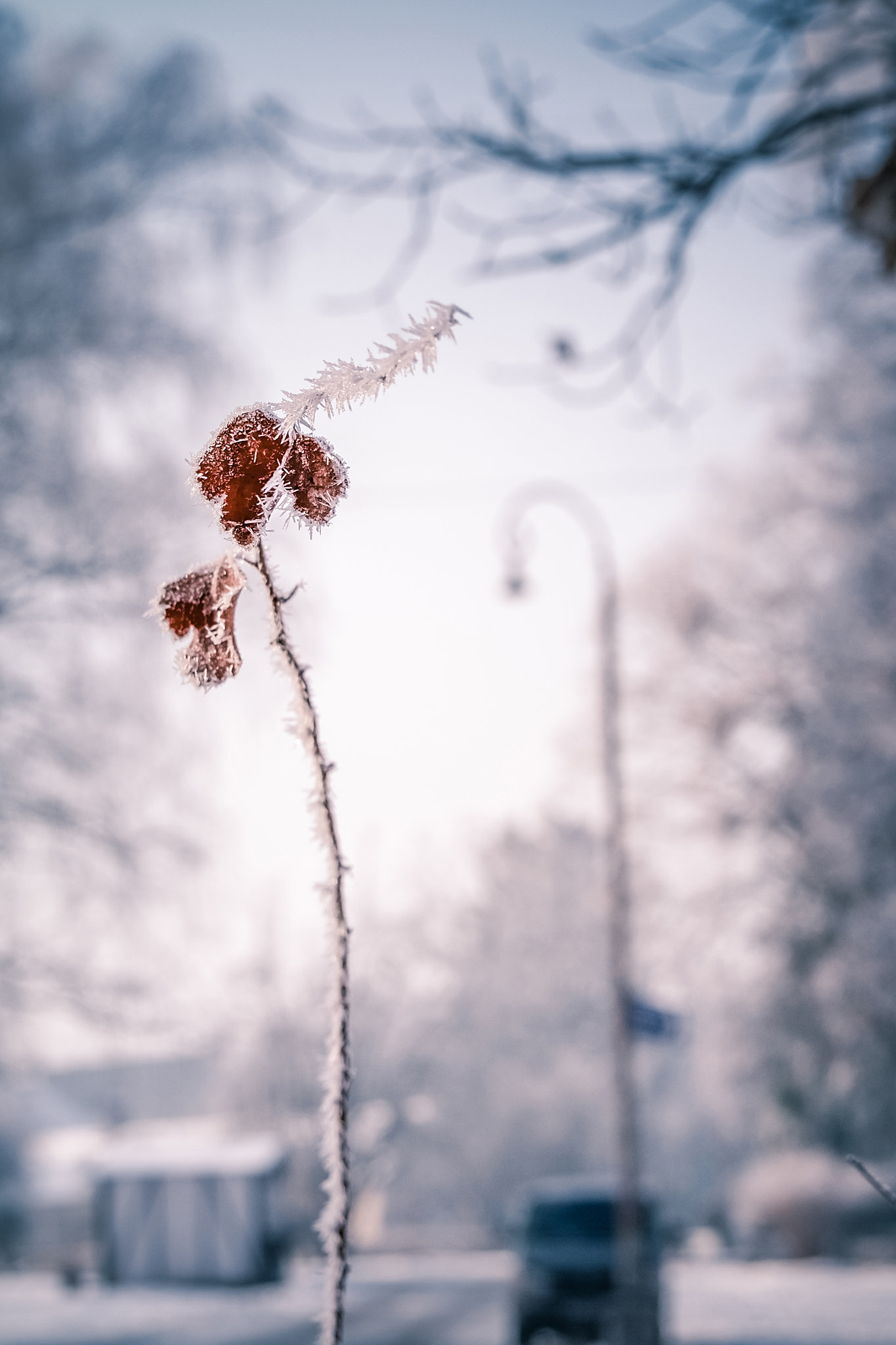 Panasonic Lumix DMC-G6 sample photo. Frost photography