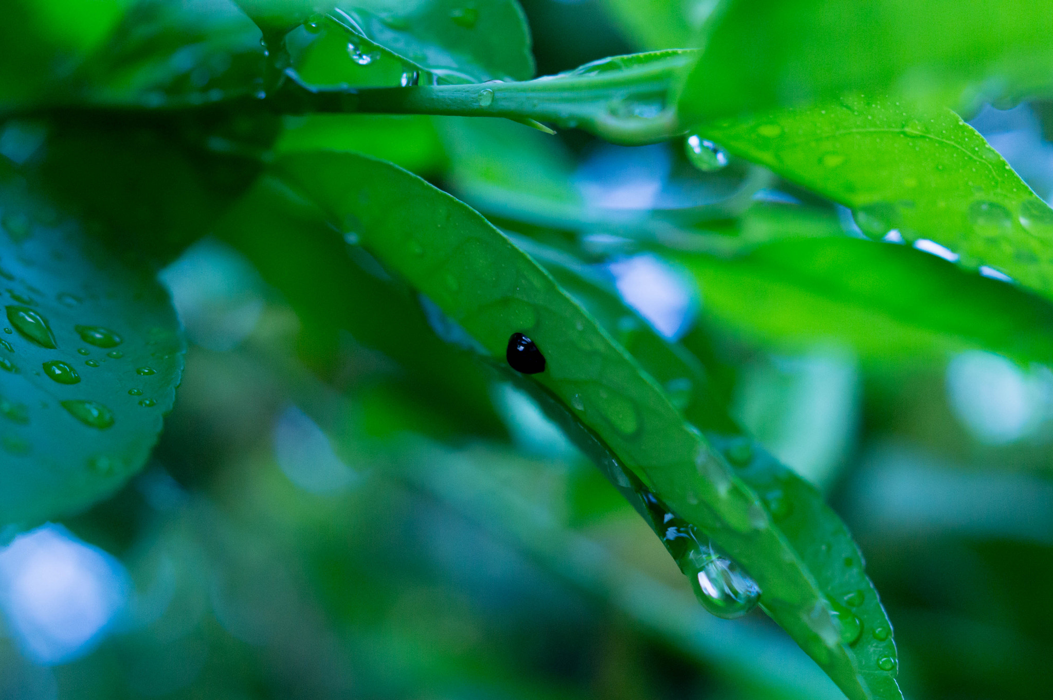 Sony SLT-A37 + Sony DT 30mm F2.8 Macro SAM sample photo