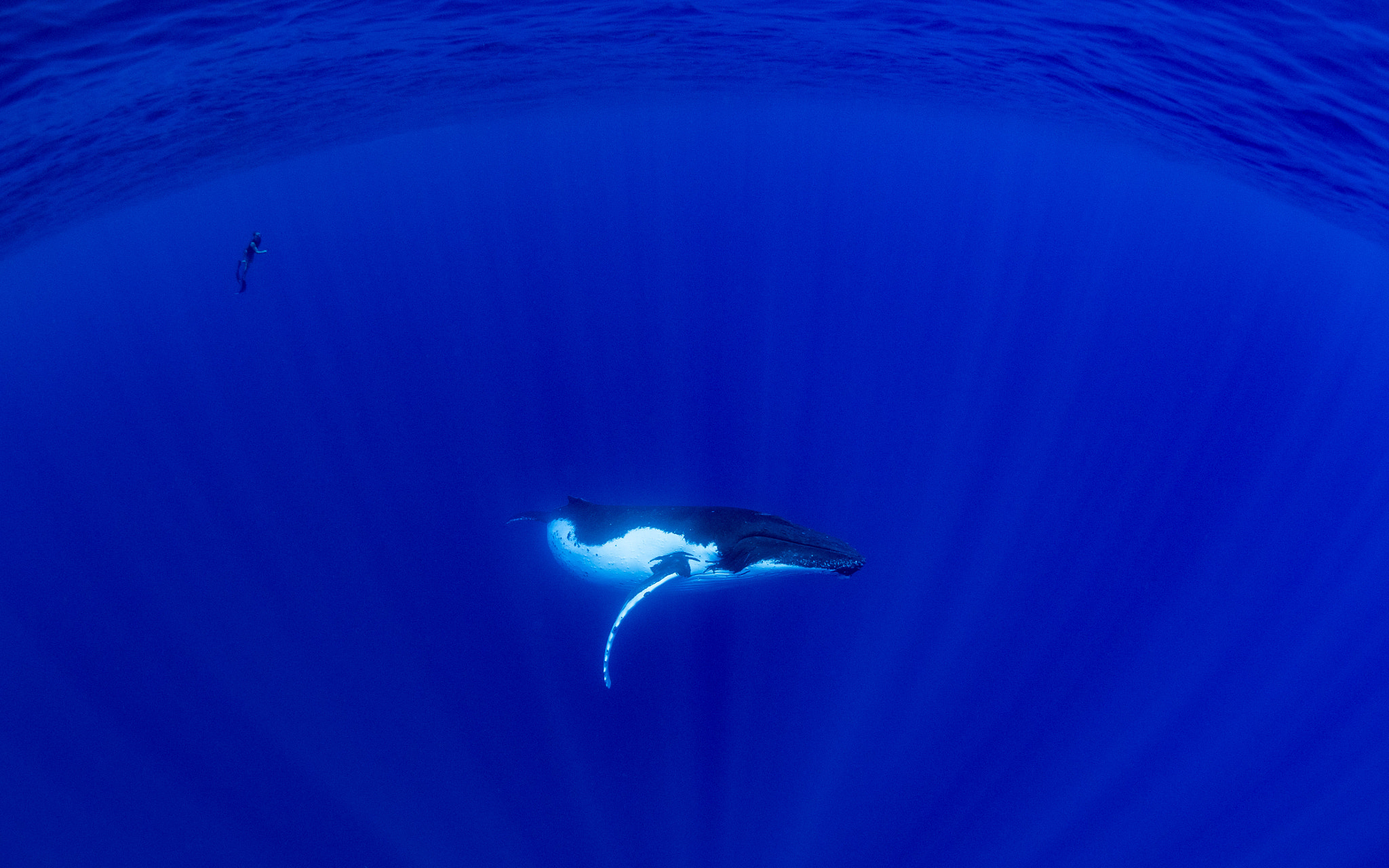 OLYMPUS M.8mm F1.8 sample photo. Baby humpback whale & free diver photography