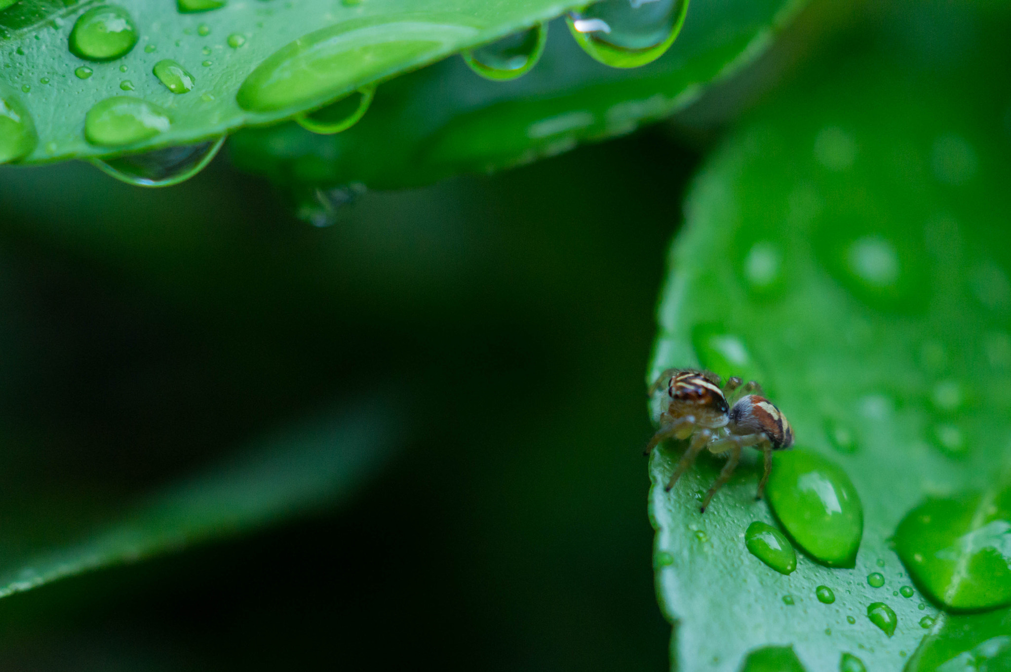 Sony SLT-A37 + Sony DT 30mm F2.8 Macro SAM sample photo