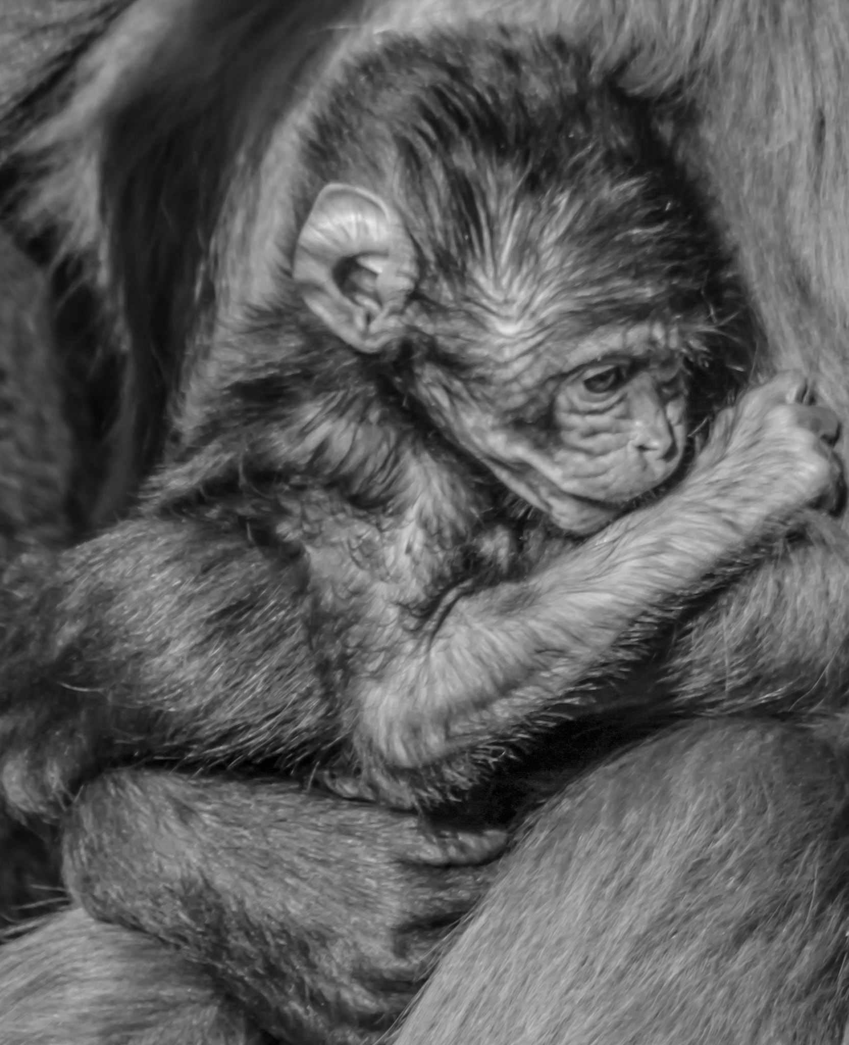 Canon EF 70-300mm F4-5.6 IS USM sample photo. Babyaffe b&w photography