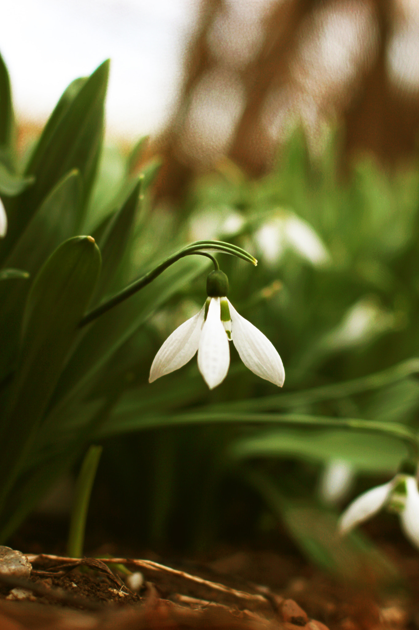 Canon EOS 550D (EOS Rebel T2i / EOS Kiss X4) + Canon EF 50mm F1.4 USM sample photo. Snowdrop photography