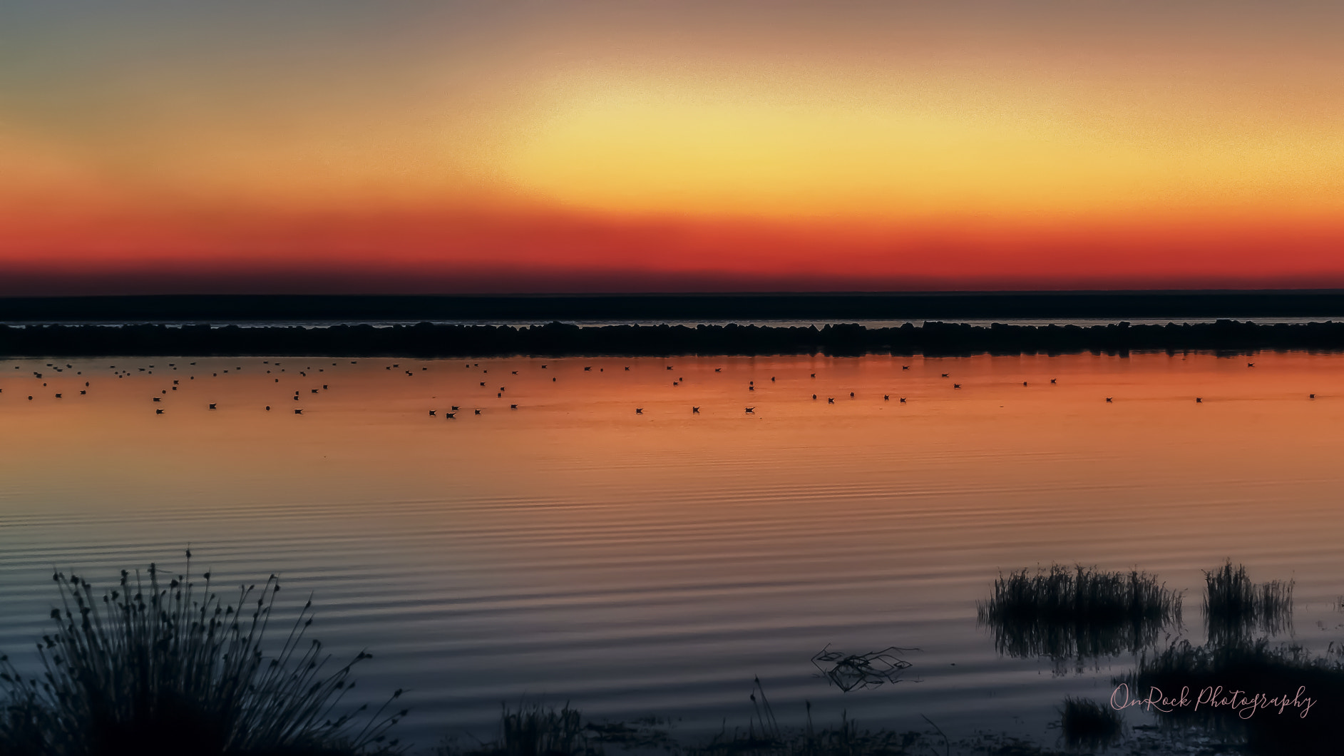 Sigma 50-500mm F4.5-6.3 DG OS HSM sample photo. Twilight birds photography