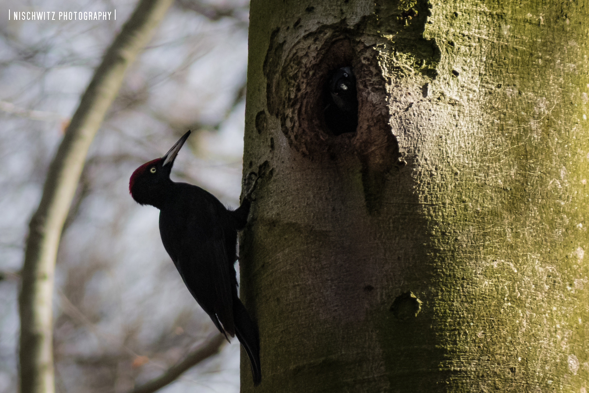 Canon EOS 80D + Canon EF 300mm F4L IS USM sample photo. Knock knock photography