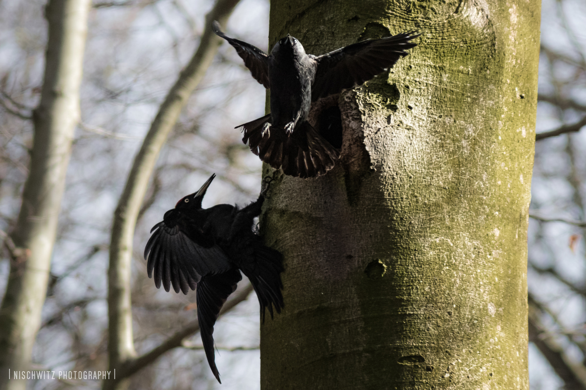 Canon EF 300mm F4L IS USM sample photo. Escape photography