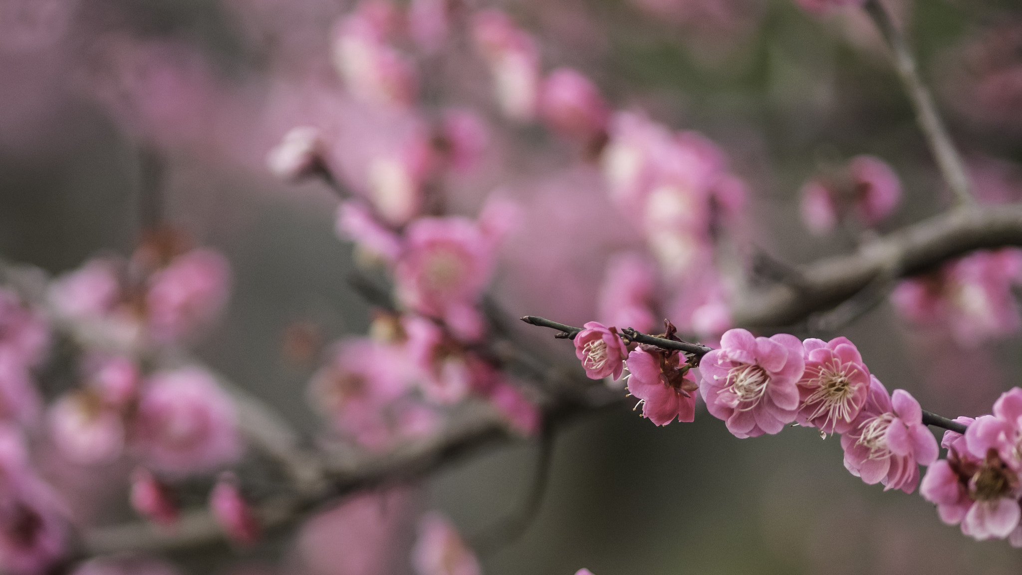 Olympus OM-D E-M1 + Olympus M.Zuiko Digital ED 75mm F1.8 sample photo. The one | 花枝 photography