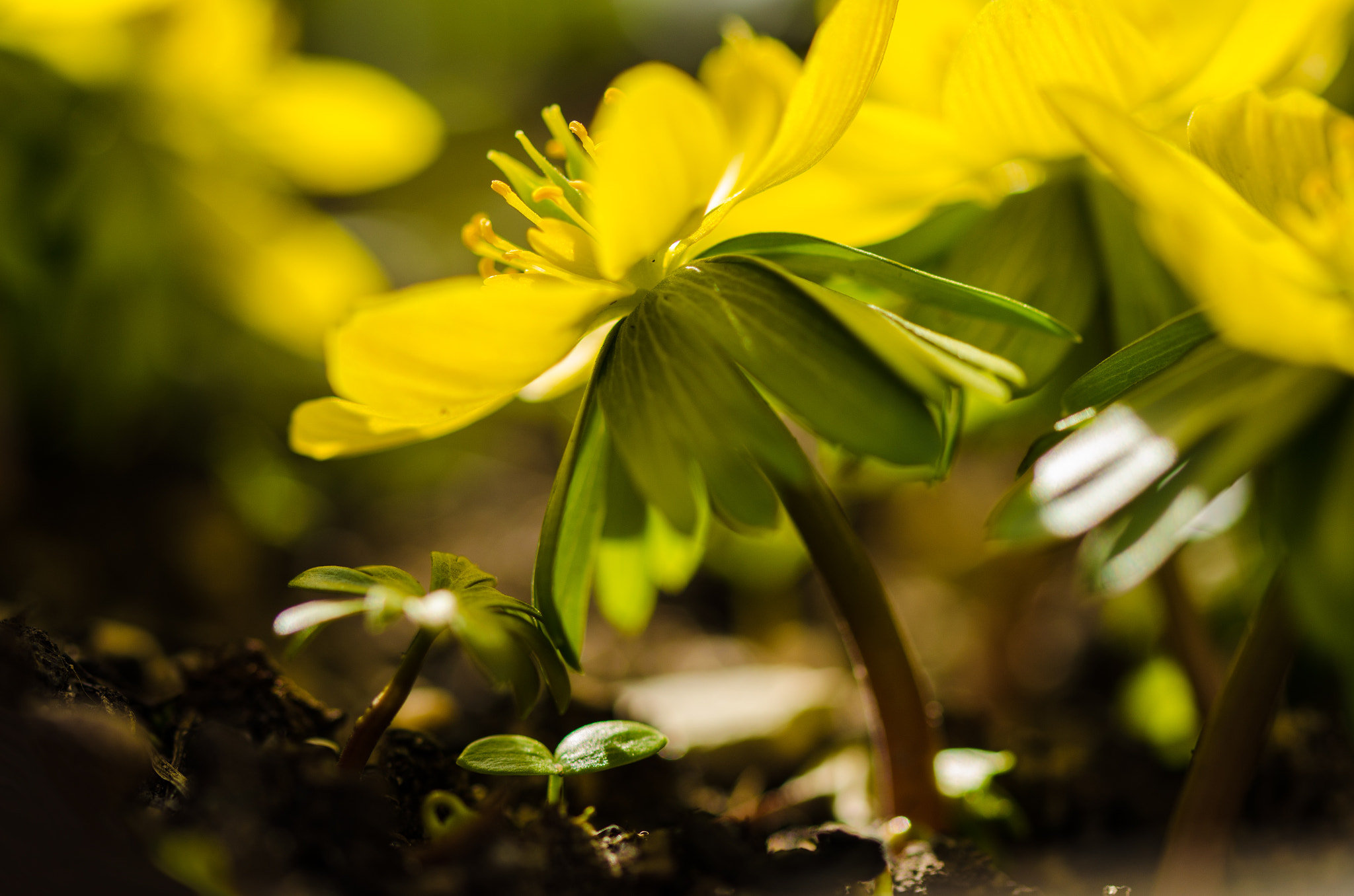 Sigma 105mm F2.8 EX DG OS HSM sample photo. Yellow flower photography