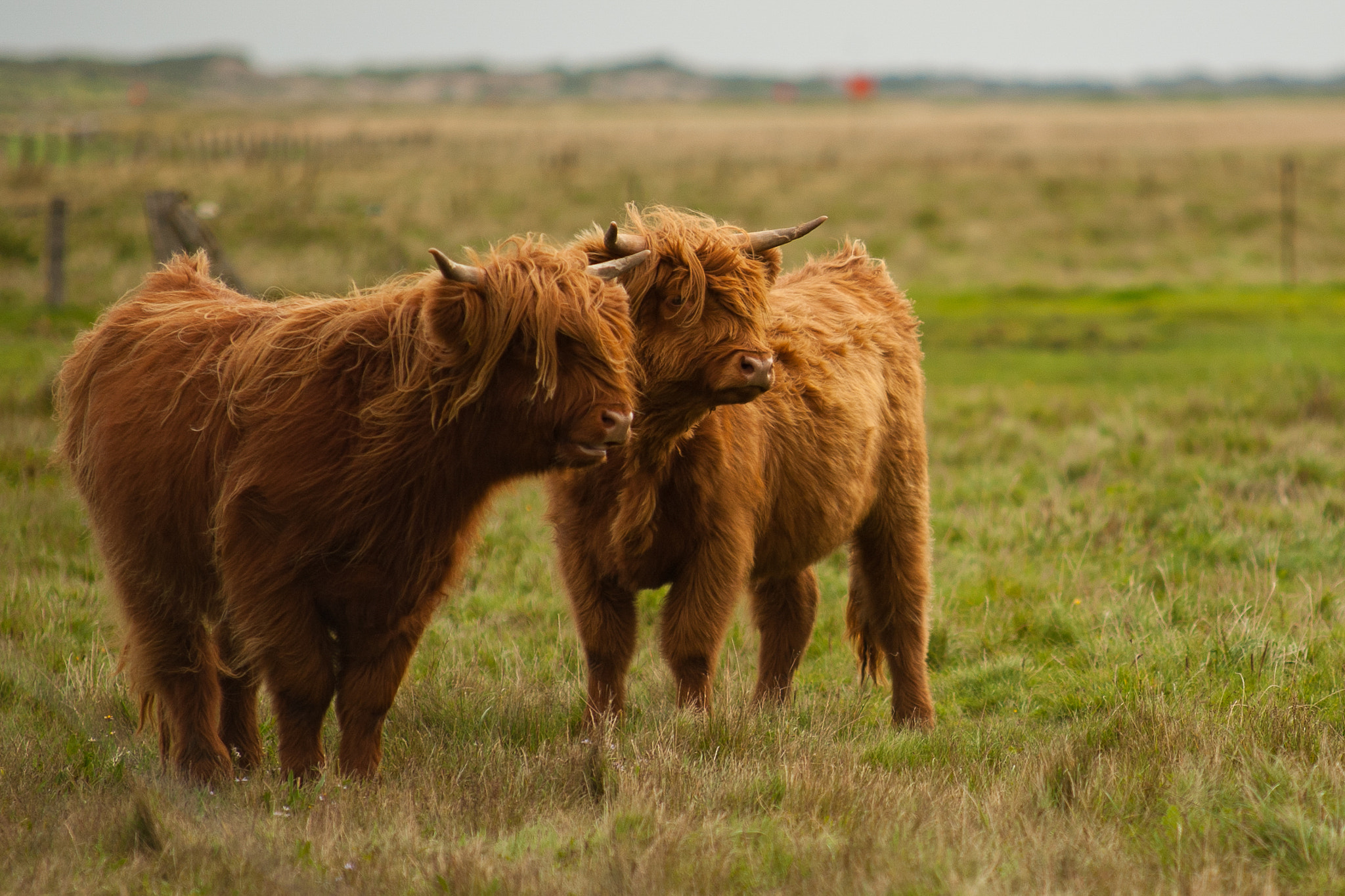 Sigma 70-200mm F2.8 EX DG Macro HSM II sample photo. Stiere langeoog photography