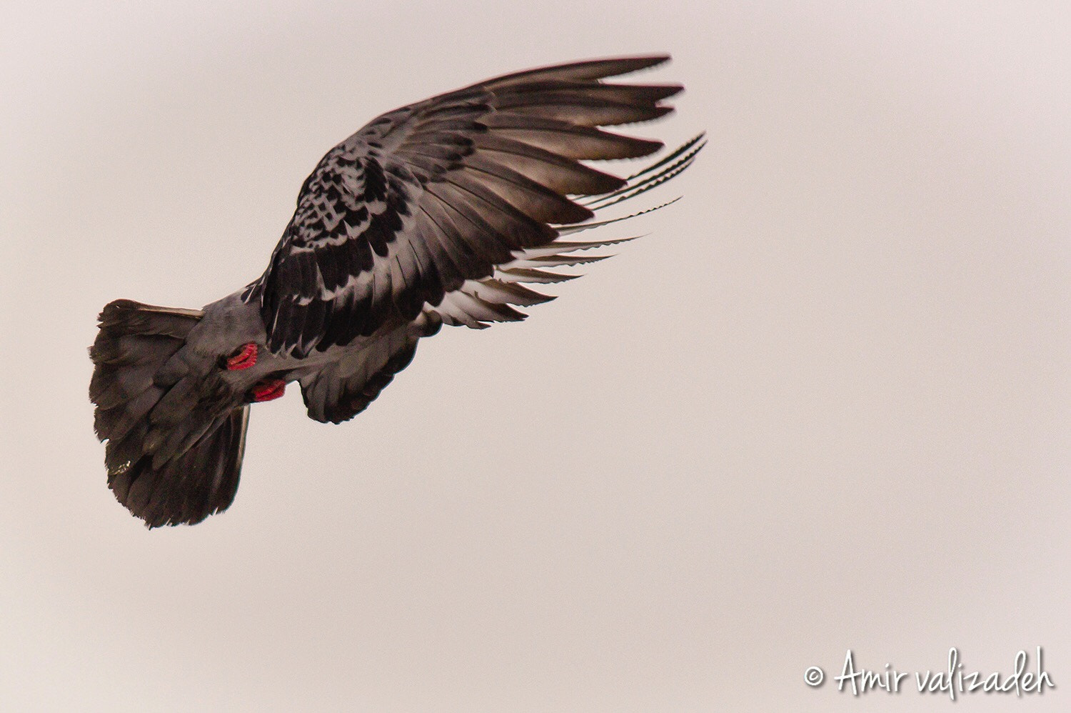 Canon EOS 600D (Rebel EOS T3i / EOS Kiss X5) sample photo. Fly... photography