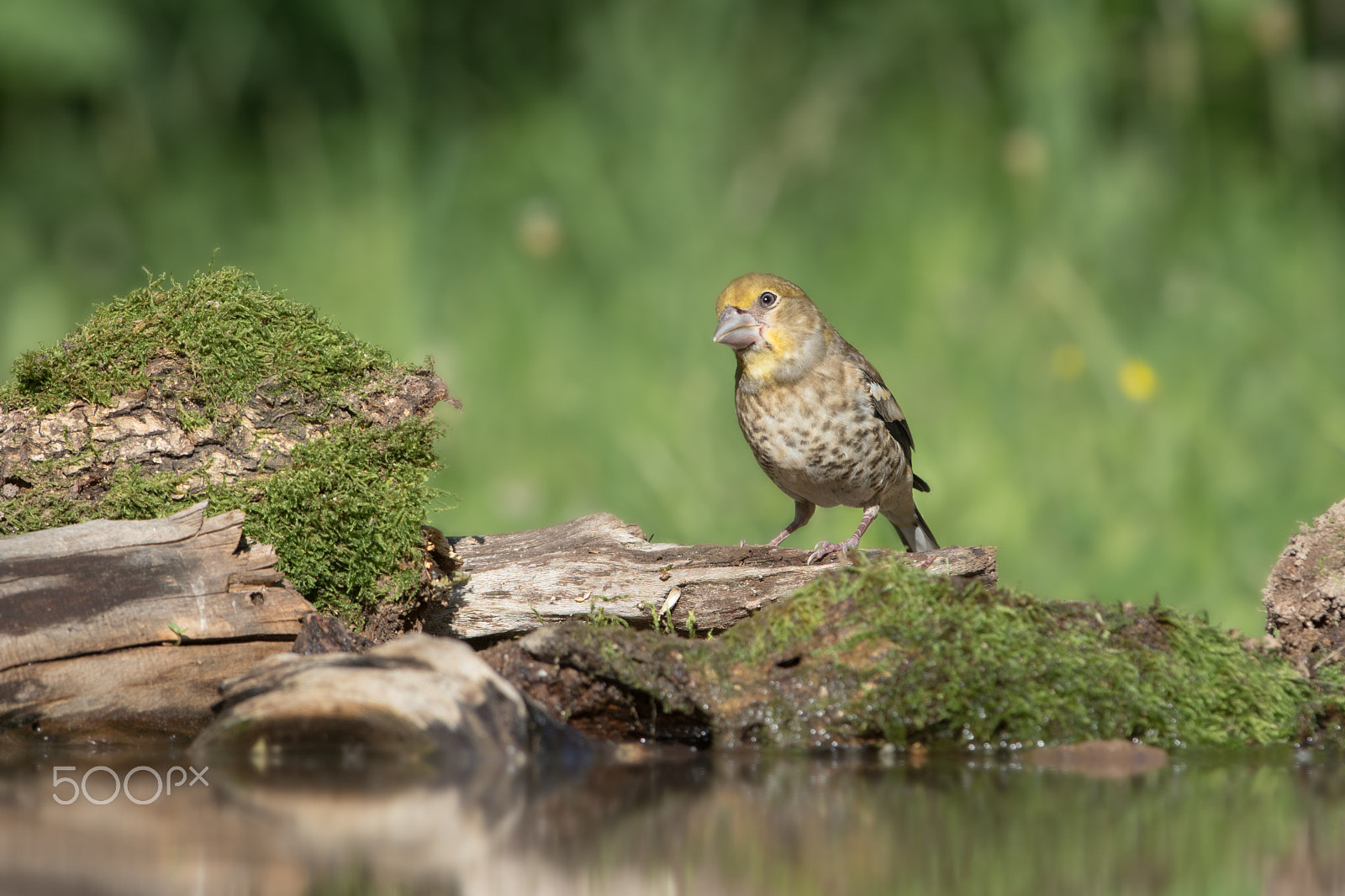 Nikon D7100 + Nikon AF-S Nikkor 300mm F4D ED-IF sample photo. Lovely sunday photography