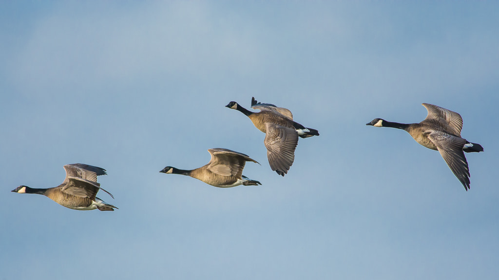 Nikon D7100 + Nikon AF-S Nikkor 300mm F4D ED-IF sample photo. Canadian geese photography