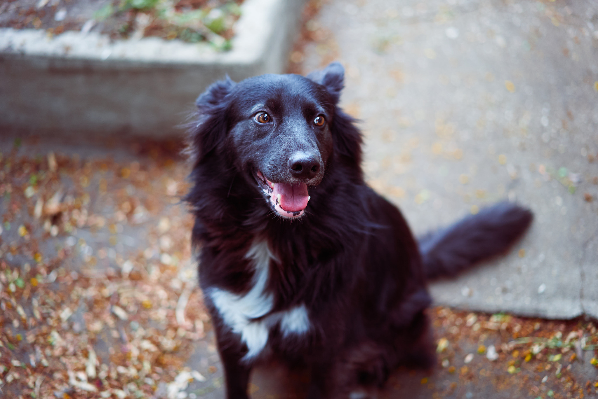 Sony a7S II + Sony Sonnar T* FE 55mm F1.8 ZA sample photo. Who's a good boy? photography