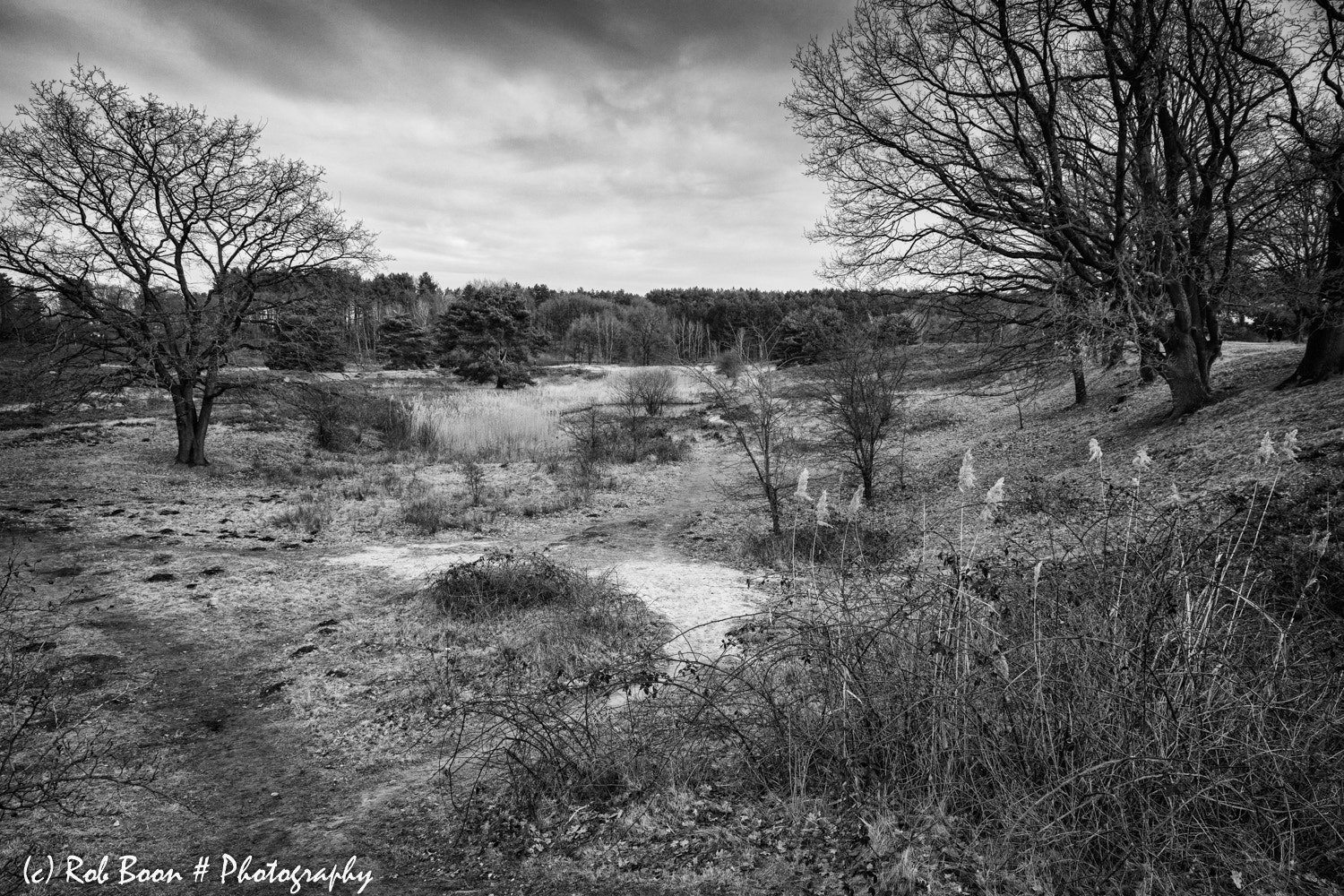 Canon EOS 5DS sample photo. Brunssummerheide 4 photography