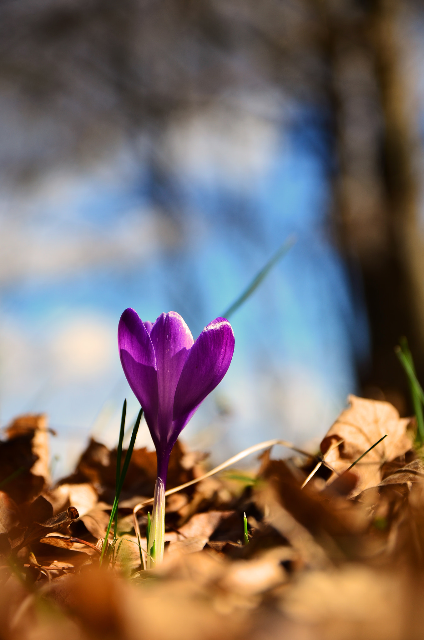 Nikon D5100 + Sigma 17-70mm F2.8-4 DC Macro OS HSM | C sample photo. Violet crocus photography