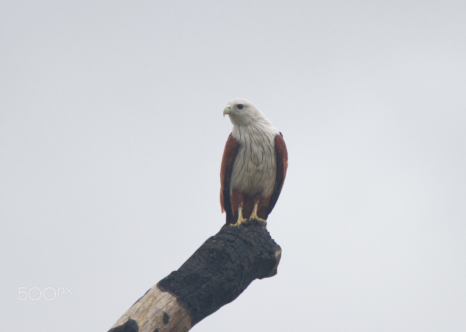 Tamron SP 150-600mm F5-6.3 Di VC USD sample photo. Brahminy kite on it's perch photography