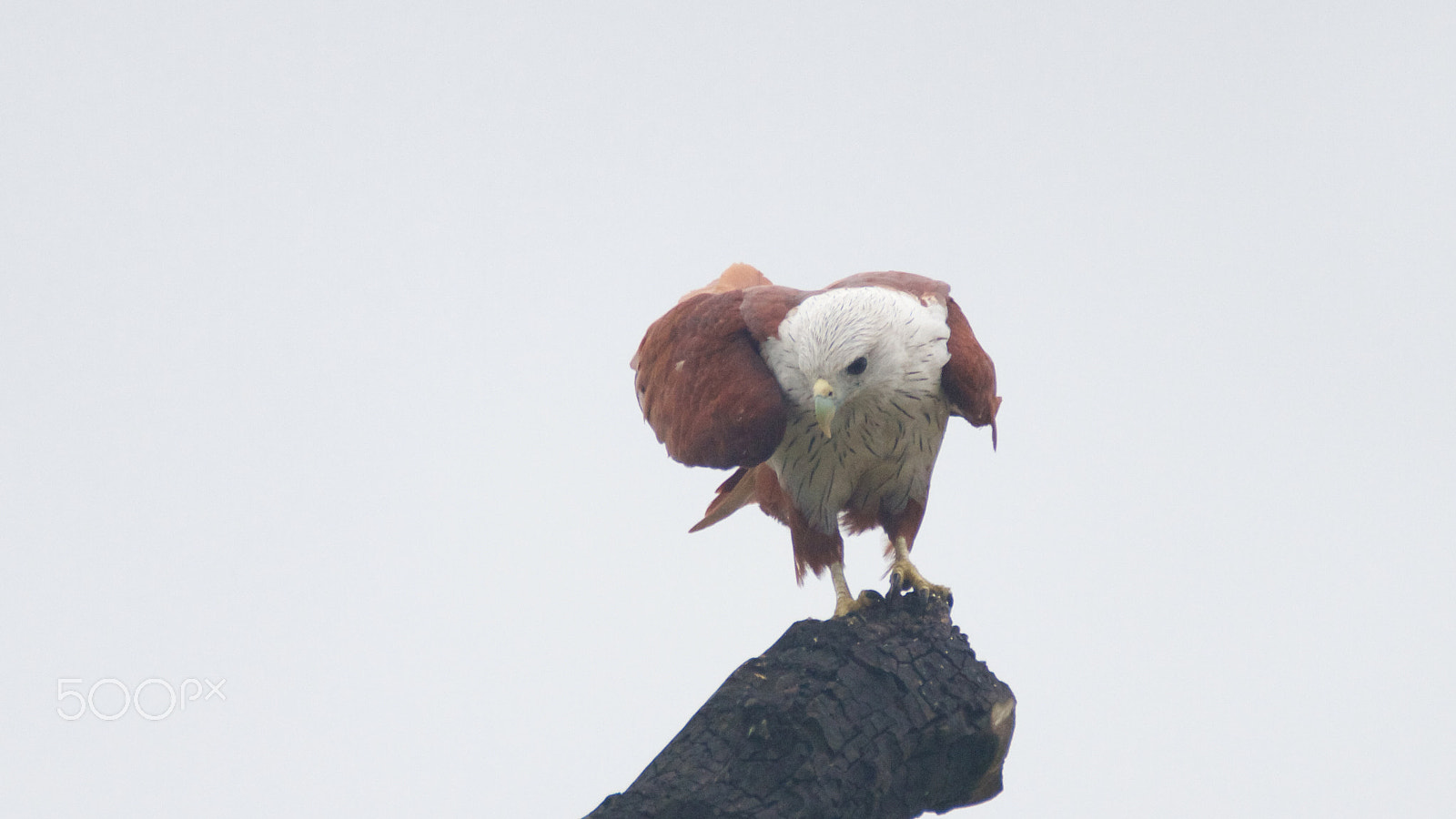 Tamron SP 150-600mm F5-6.3 Di VC USD sample photo. Brahminy kite on it's perch photography
