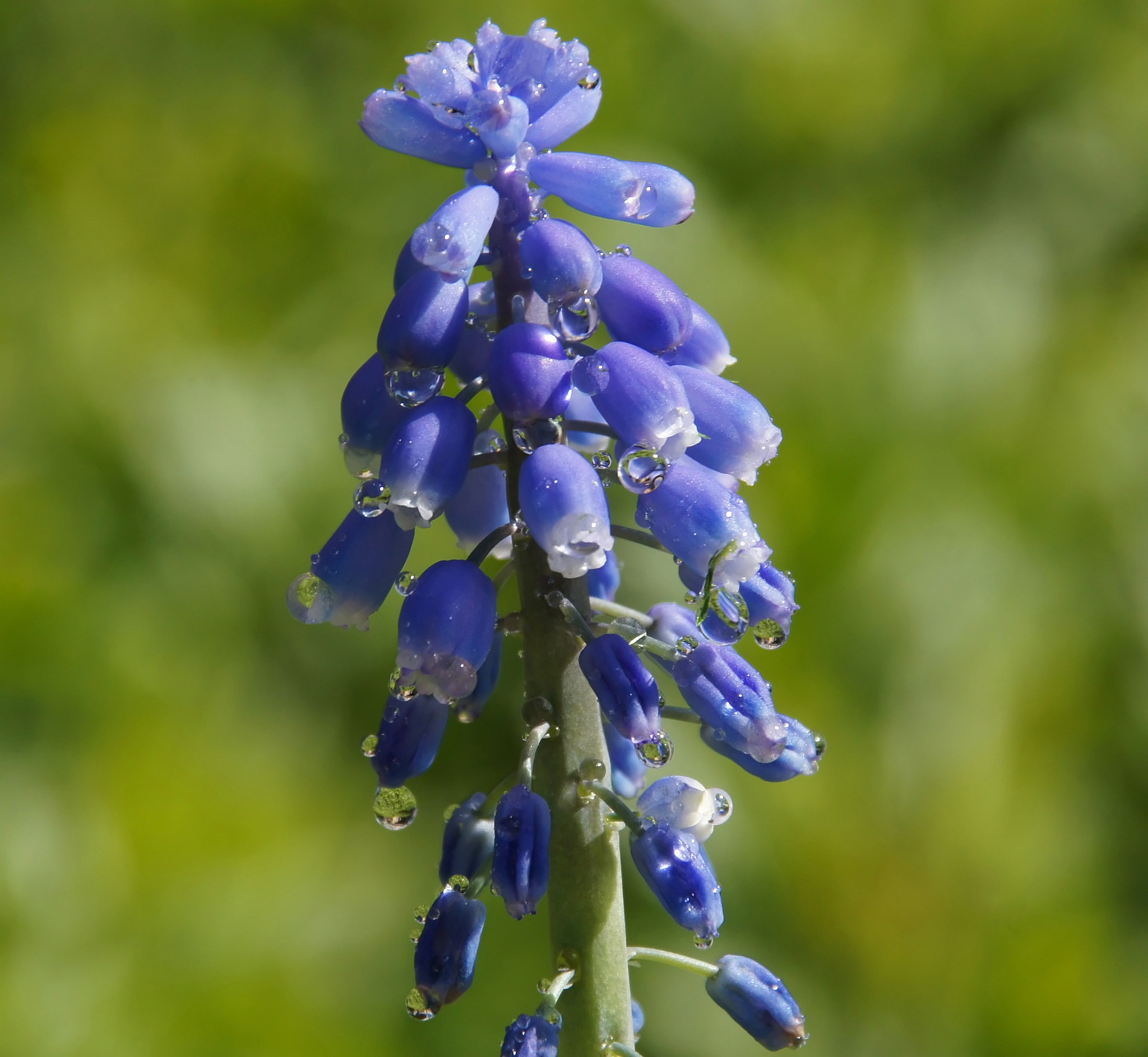 Sony Alpha DSLR-A450 sample photo. Flower photography