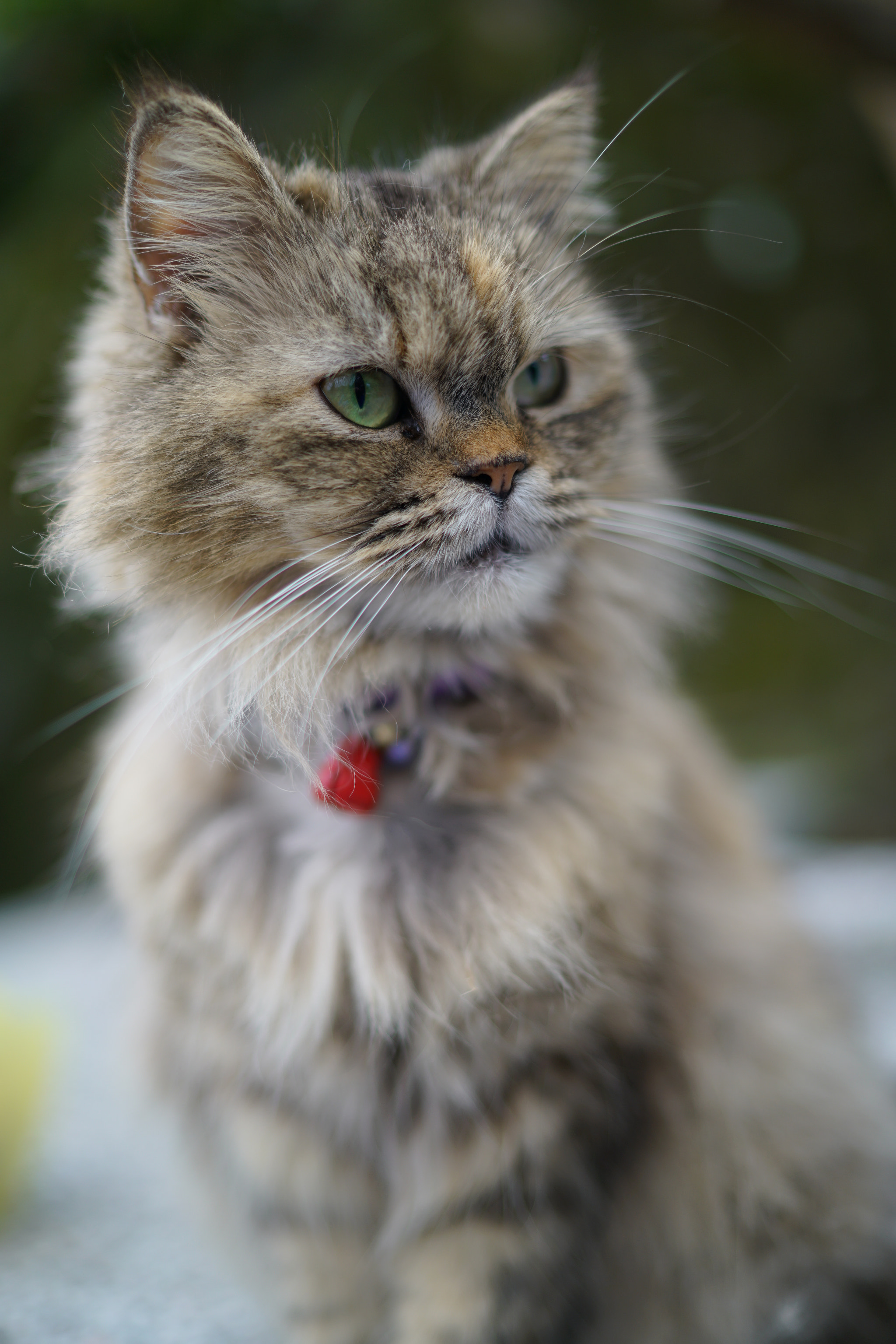 Sony a7R II + Sony Distagon T* FE 35mm F1.4 ZA sample photo. The cat in hou-tong cats village. photography