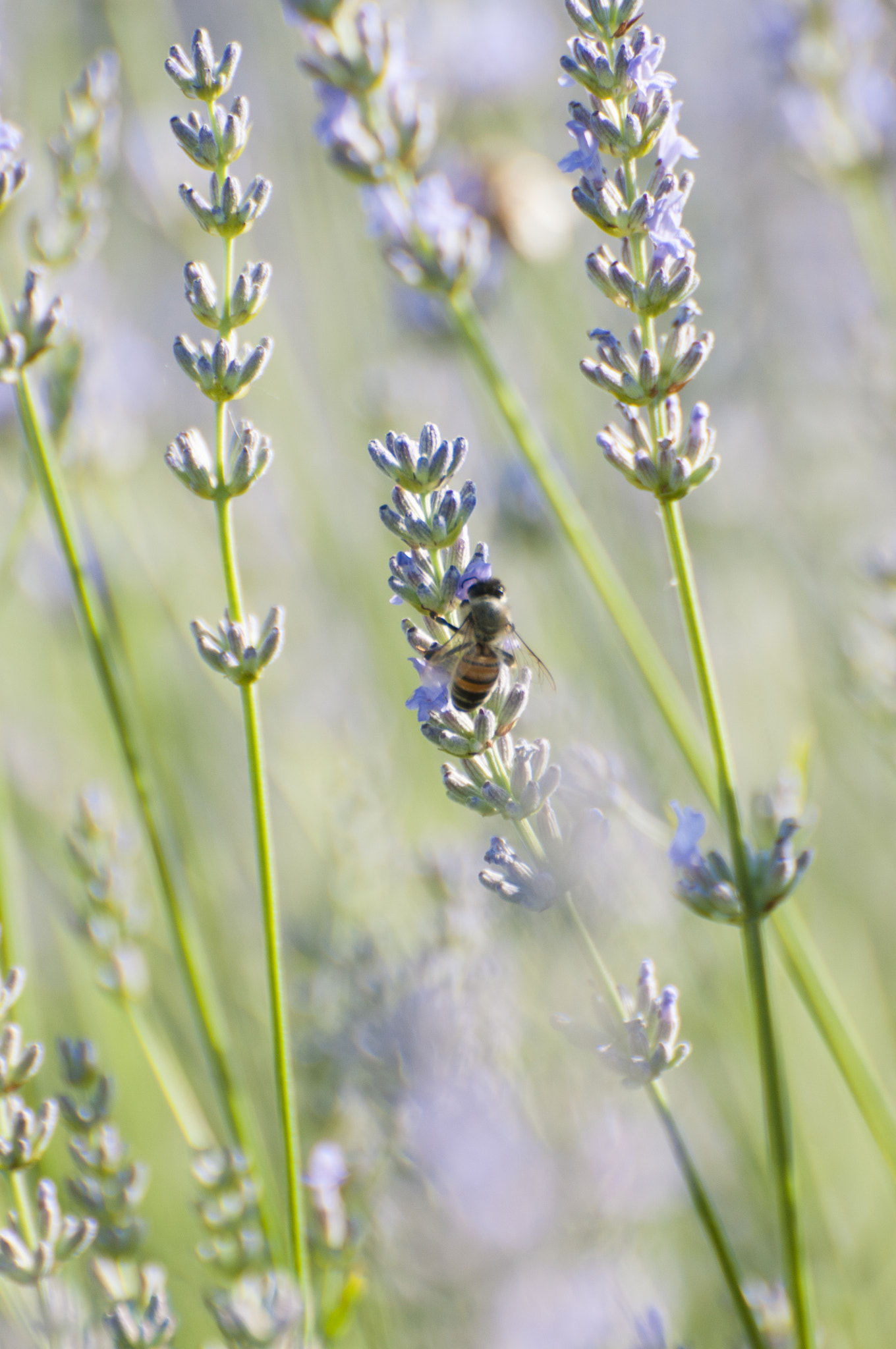 Nikon D300S sample photo. Spring bee photography