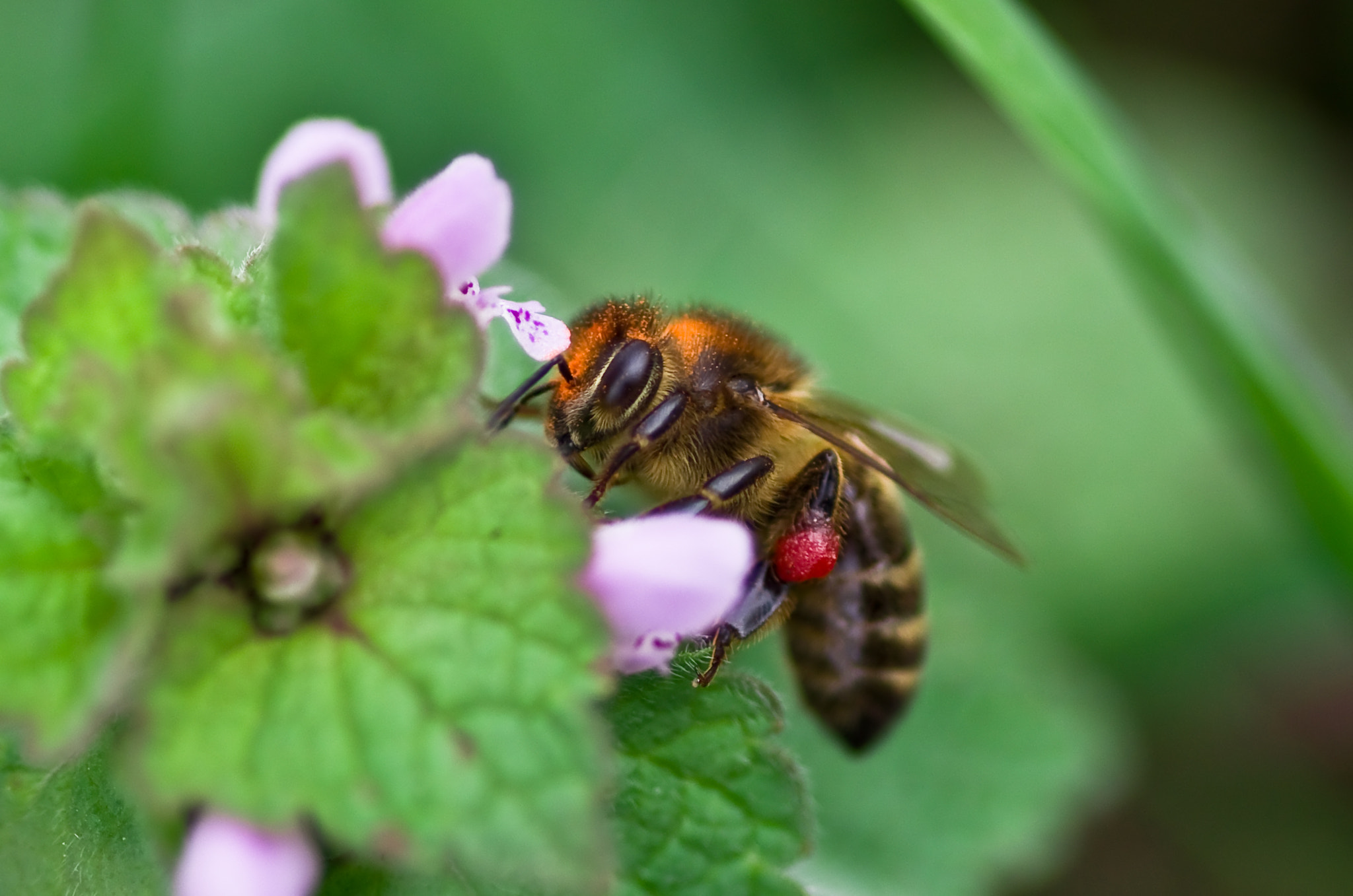 Pentax K-5 + Pentax smc D-FA 100mm F2.8 Macro WR sample photo. Ça butine dur chez les abeilles photography