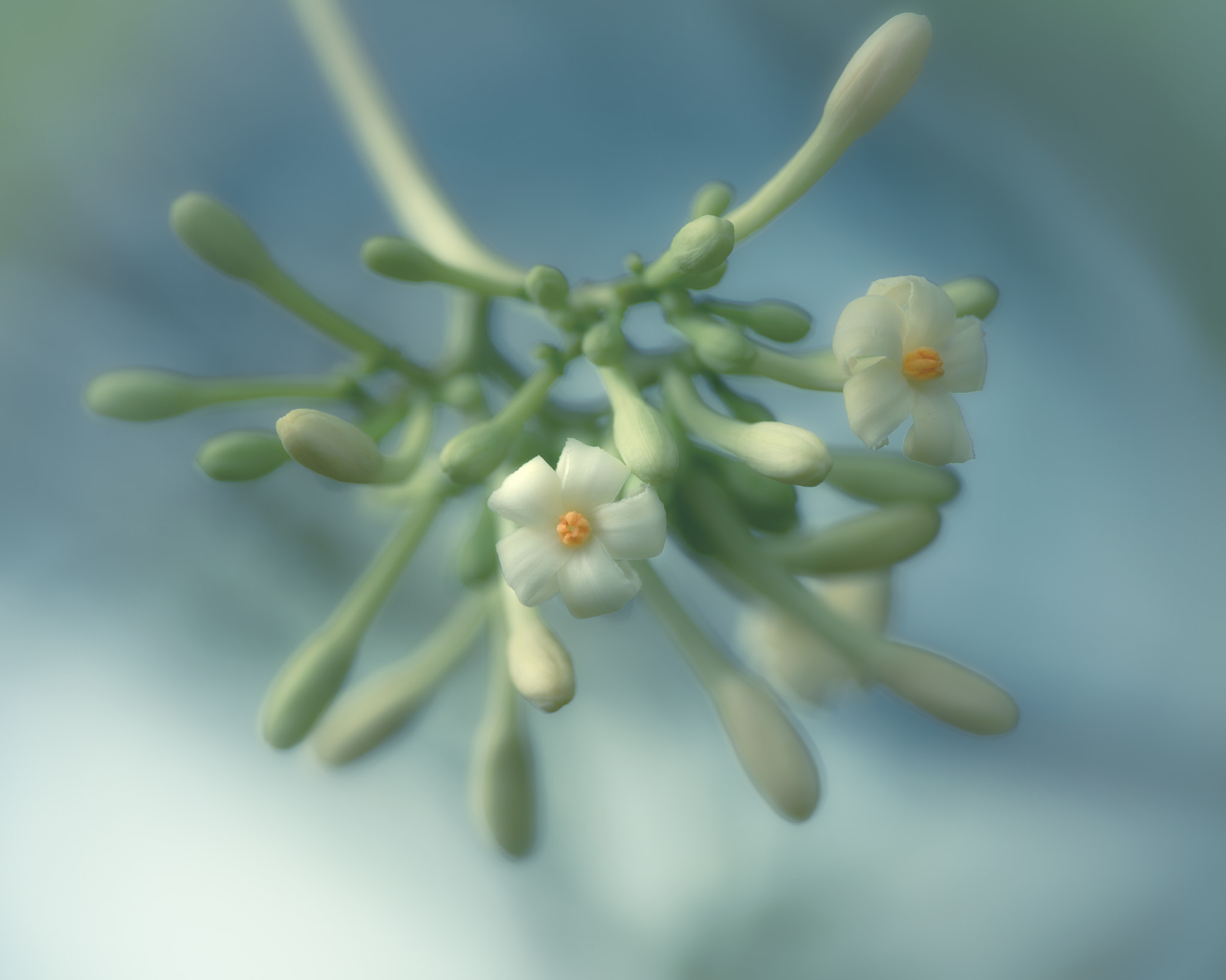 Nikon D750 + Nikon AF-S Nikkor 300mm F4D ED-IF sample photo. Papaya blossom photography