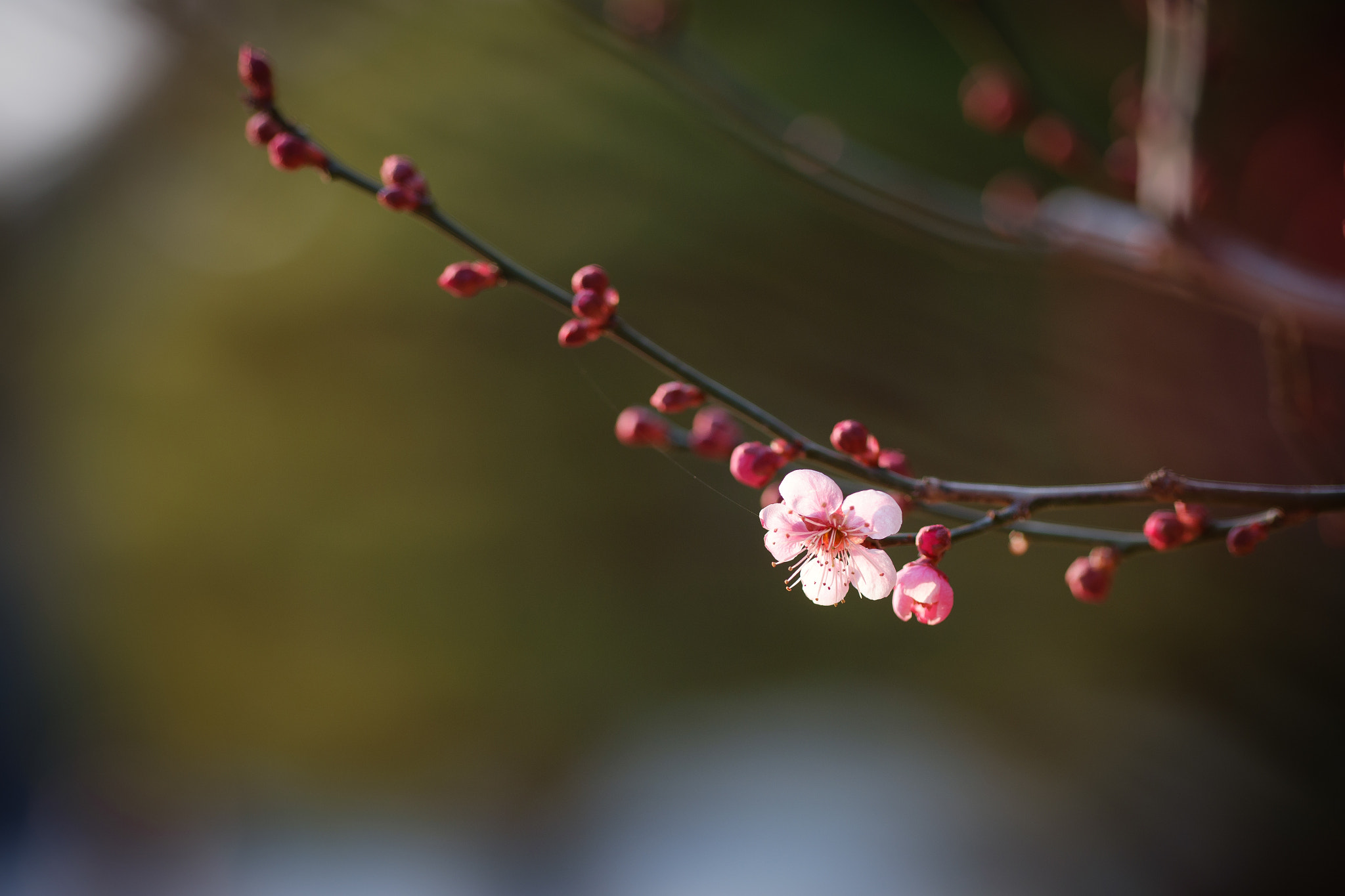 Fujifilm X-A1 + Fujifilm XF 90mm F2 R LM WR sample photo. An ume flower photography