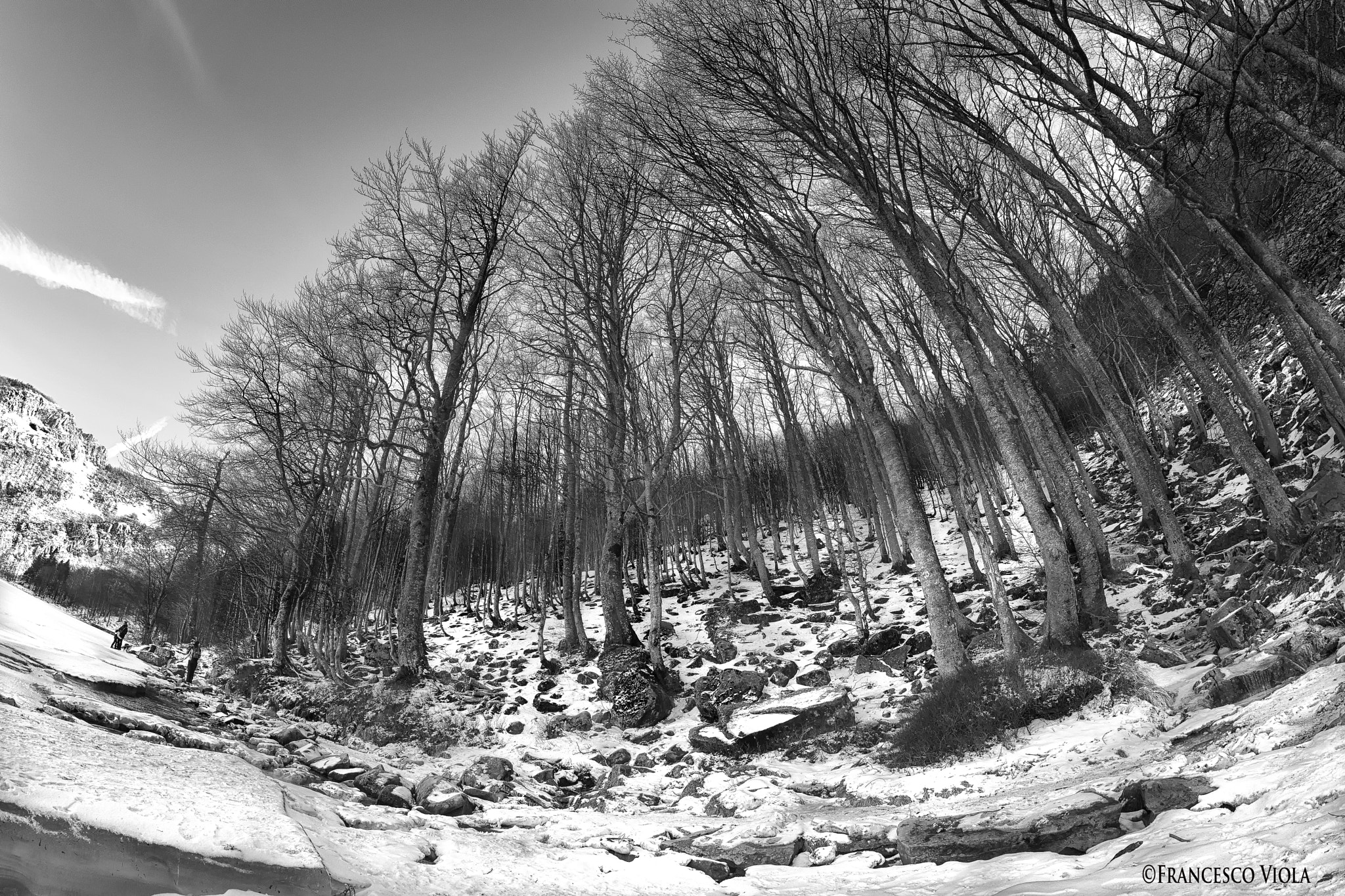 Samyang 8mm F3.5 Aspherical IF MC Fisheye sample photo. The spirit of the trees photography