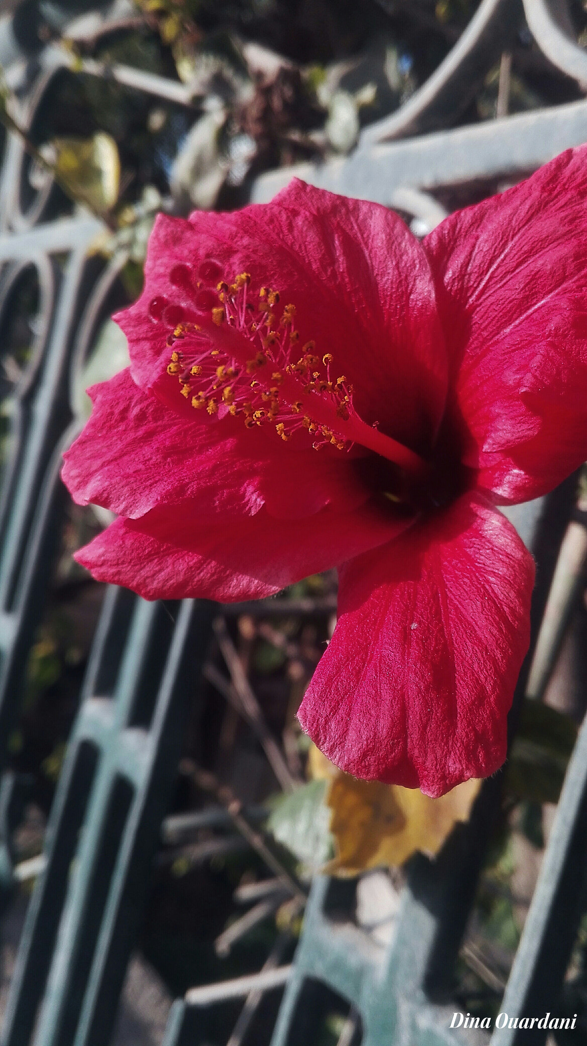 HUAWEI Cherry Mini sample photo