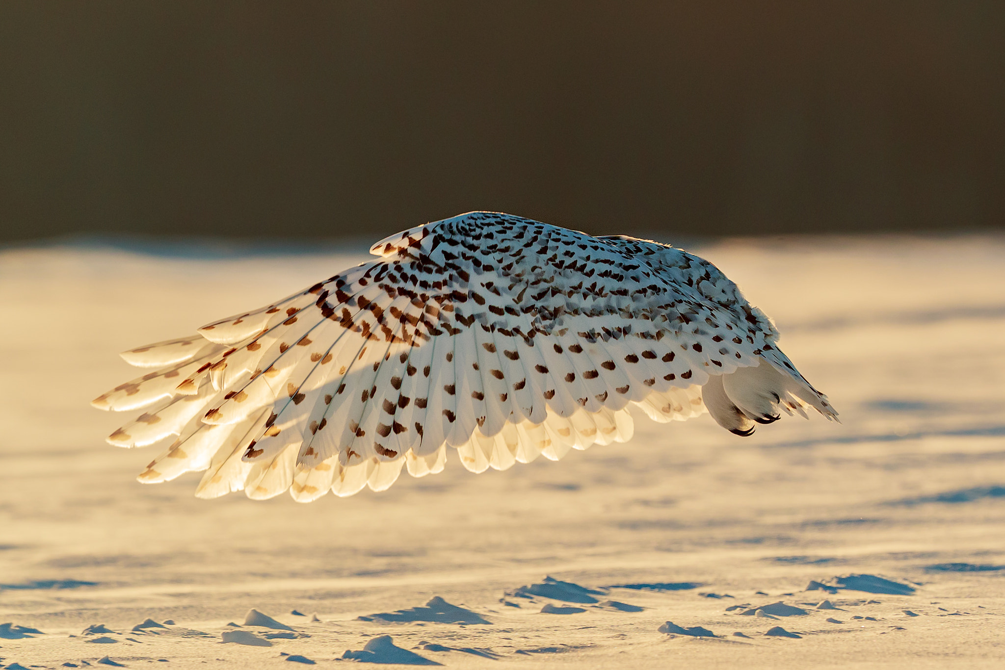 Canon EF 500mm F4L IS II USM sample photo. In the light... photography