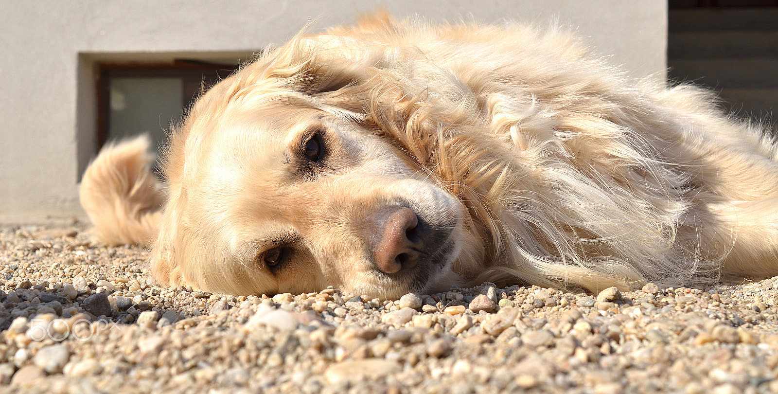 Nikon AF-S DX Micro Nikkor 40mm F2.8 sample photo. Ozzy enjoying spring time photography