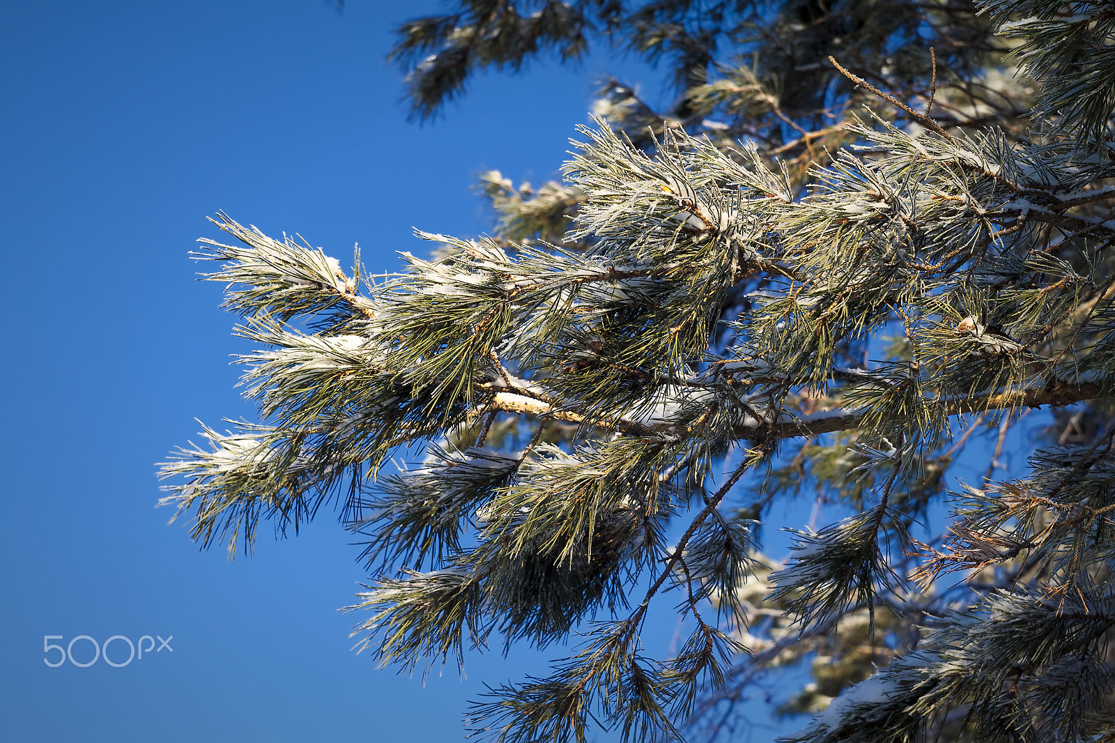 Canon EOS 500D (EOS Rebel T1i / EOS Kiss X3) + Sigma 24-70mm F2.8 EX DG Macro sample photo. Needles and the sky is blue photography