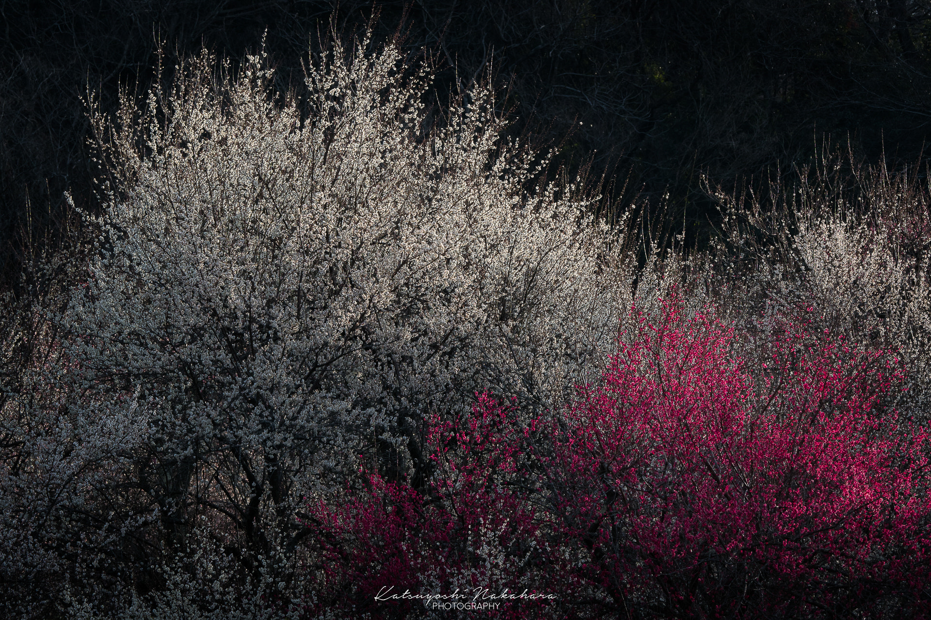 Olympus M.Zuiko Digital ED 40-150mm F2.8 Pro sample photo. Red temptation photography