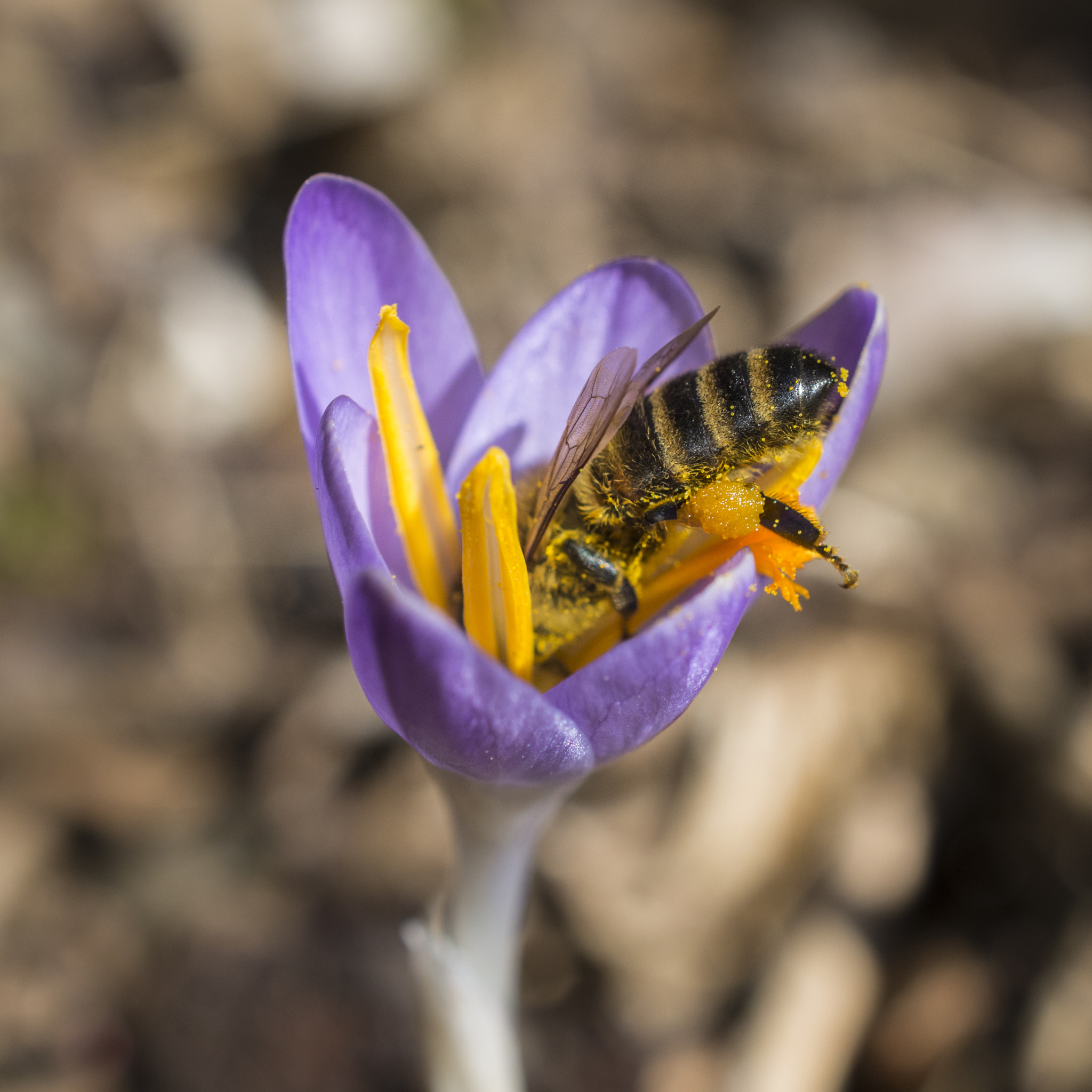 Nikon AF-S DX Micro Nikkor 40mm F2.8 sample photo. Volle pulle photography