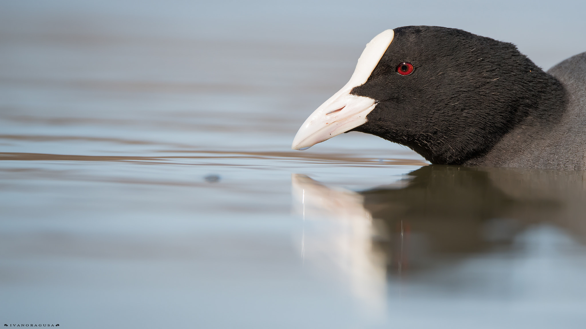 Sigma 150-600mm F5-6.3 DG OS HSM | S sample photo. Dsc photography