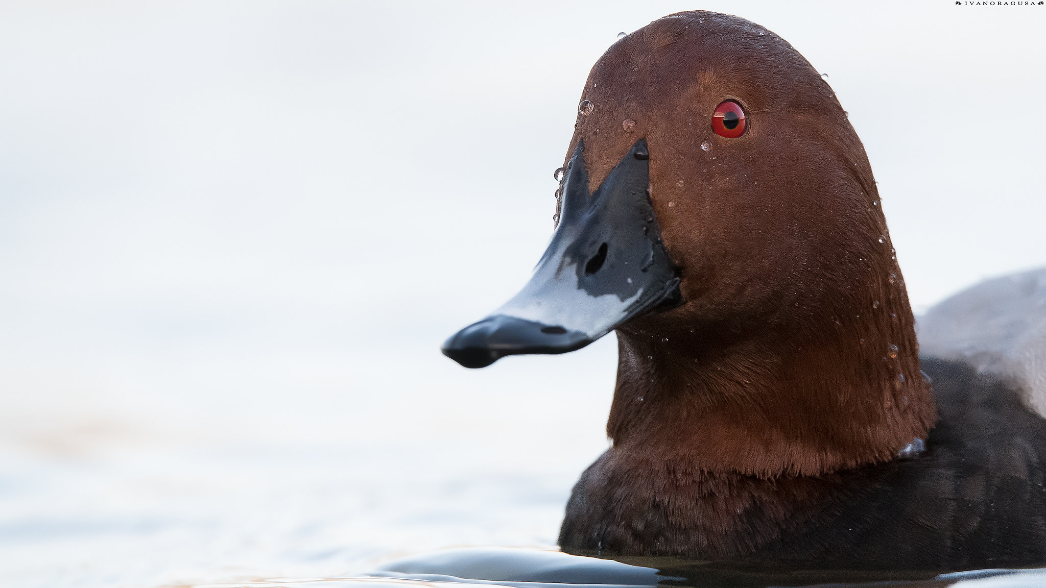 Sigma 150-600mm F5-6.3 DG OS HSM | S sample photo. Dsc photography