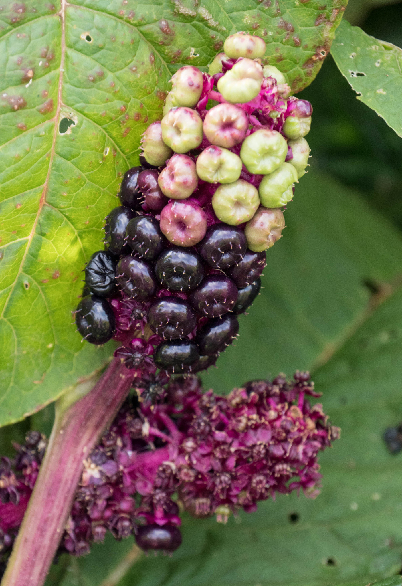 Panasonic Lumix DMC-GX8 sample photo. -1609_waterhouse066066.jpg photography