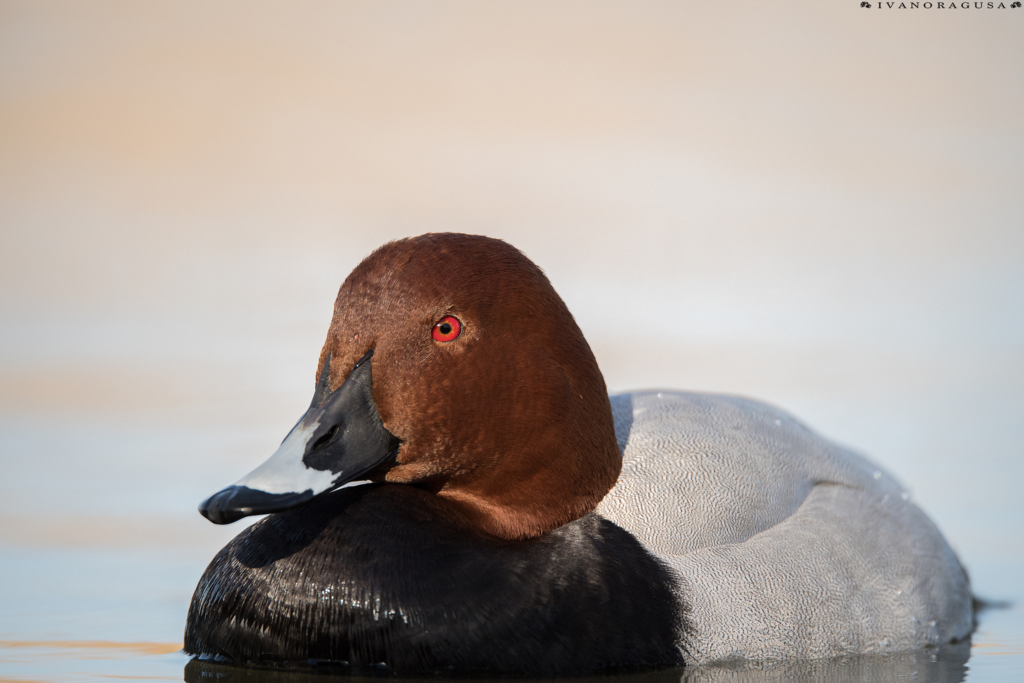 Nikon D5 + Sigma 150-600mm F5-6.3 DG OS HSM | S sample photo. _dsc2738_1.jpg photography