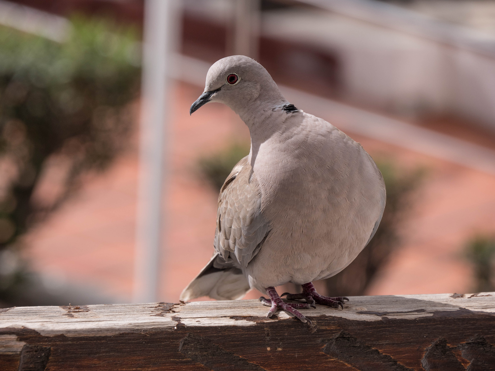 Panasonic Lumix DMC-GX8 sample photo. -1702_timafaya hotel007007.jpg photography