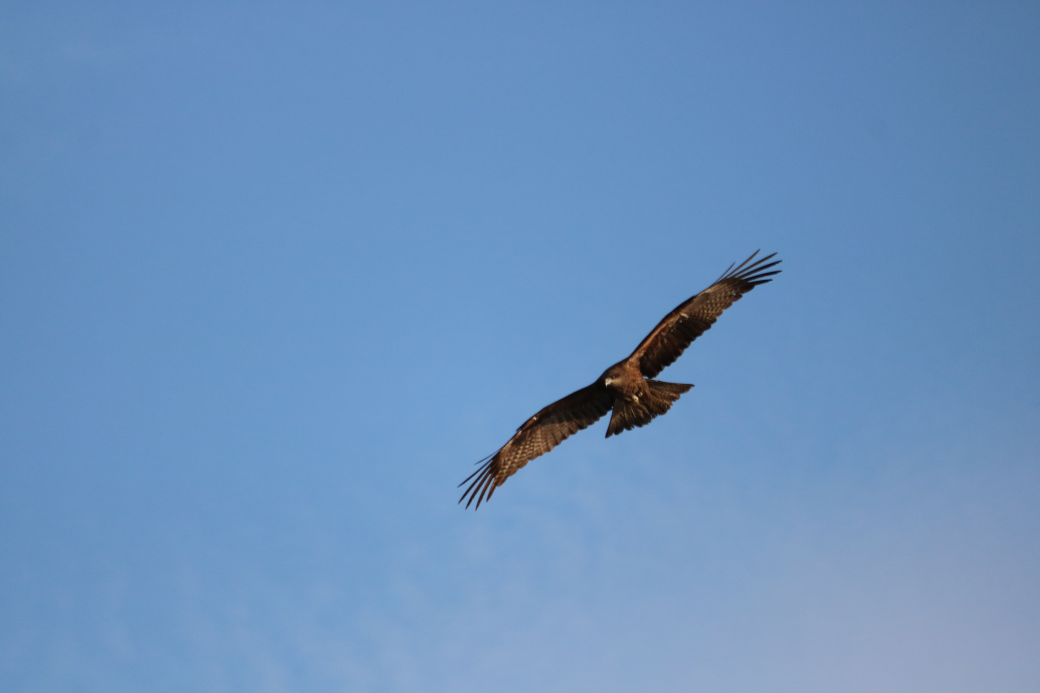 Canon EOS 750D (EOS Rebel T6i / EOS Kiss X8i) sample photo. The fly photography