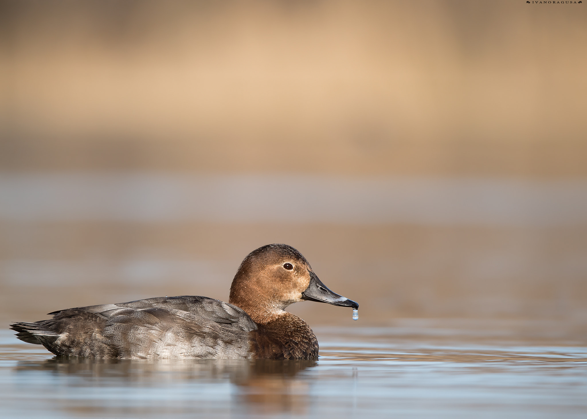 Sigma 150-600mm F5-6.3 DG OS HSM | S sample photo. Dsc photography
