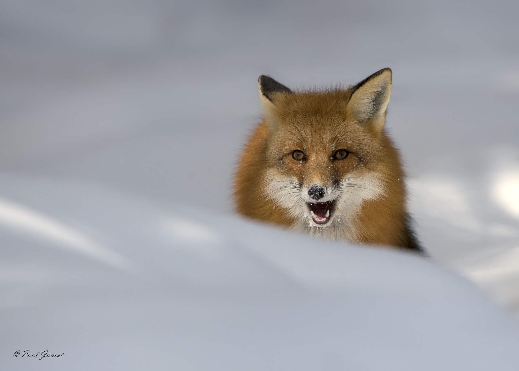 Nikon D4S + Nikon AF-S Nikkor 200-400mm F4G ED-IF VR sample photo. Red fox photography