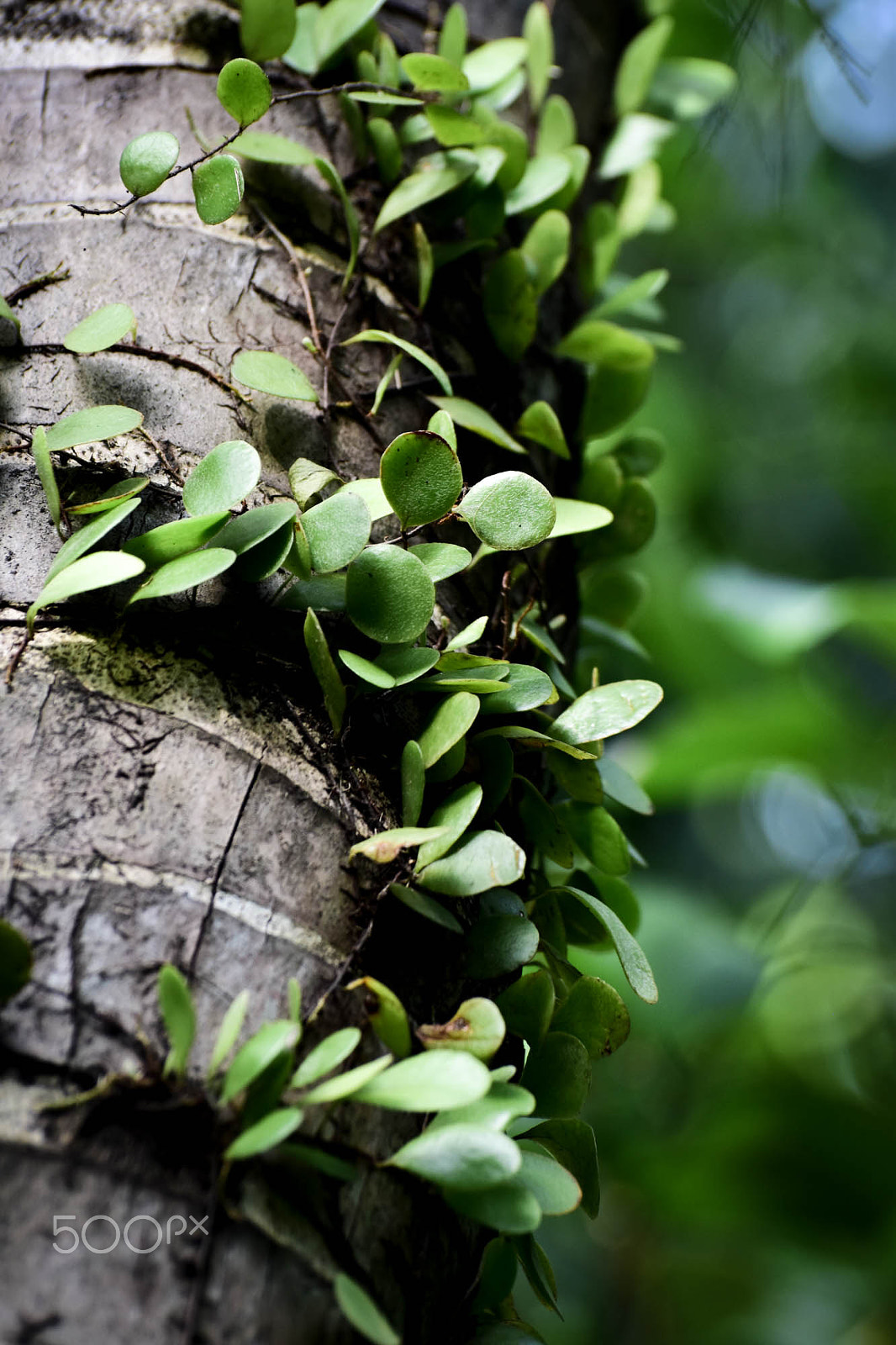 Nikon D5500 sample photo. Plant on tree photography