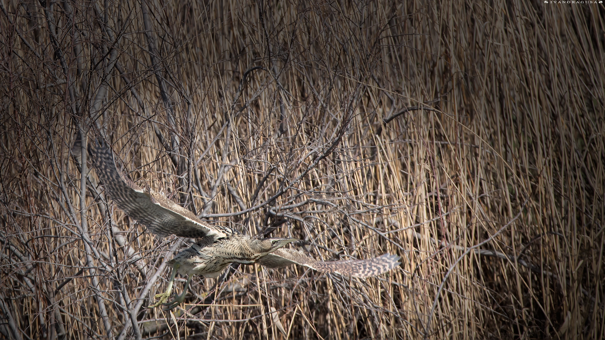 Sigma 150-600mm F5-6.3 DG OS HSM | S sample photo. Dsc photography