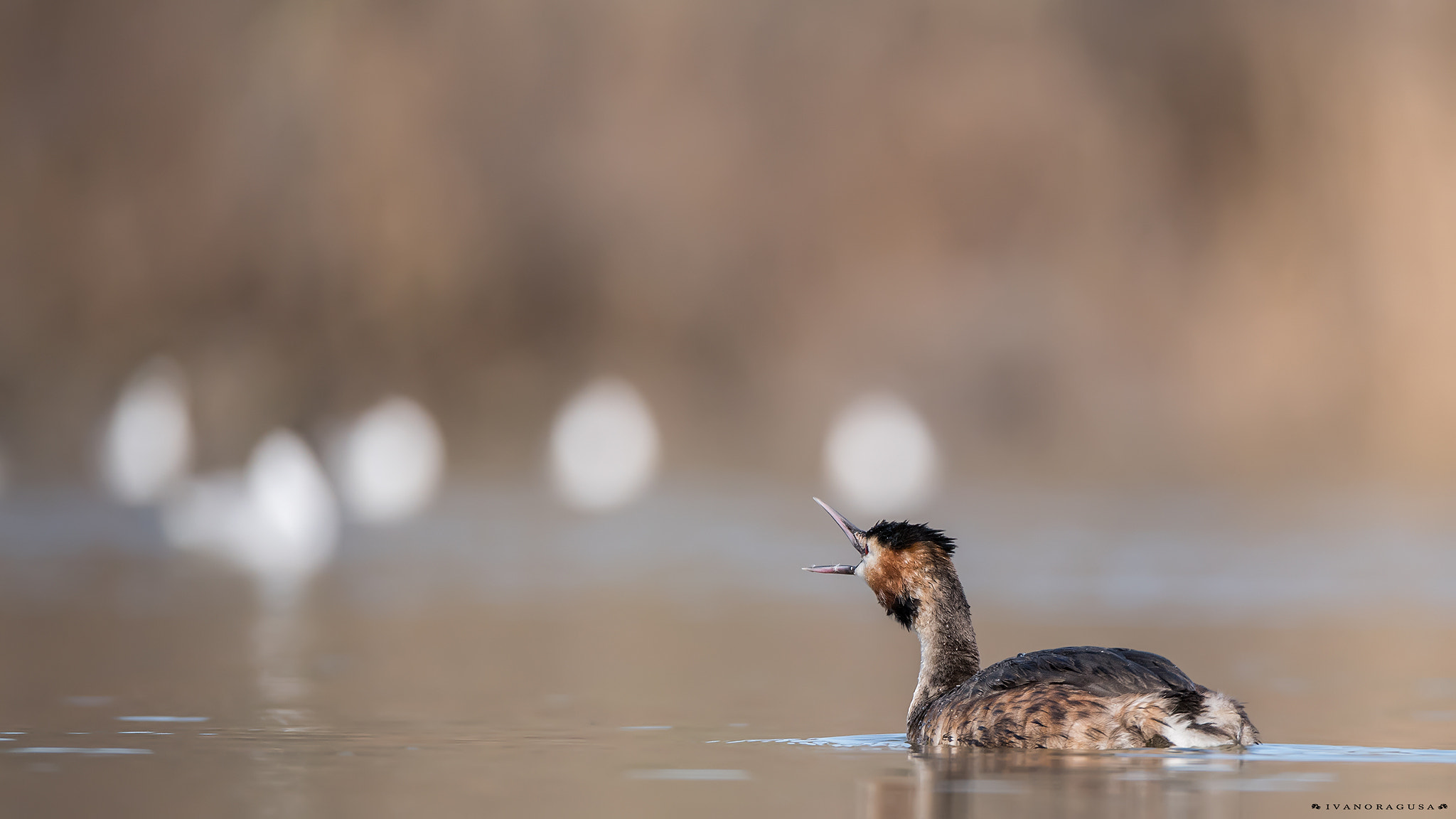 Sigma 150-600mm F5-6.3 DG OS HSM | S sample photo. Dsc photography