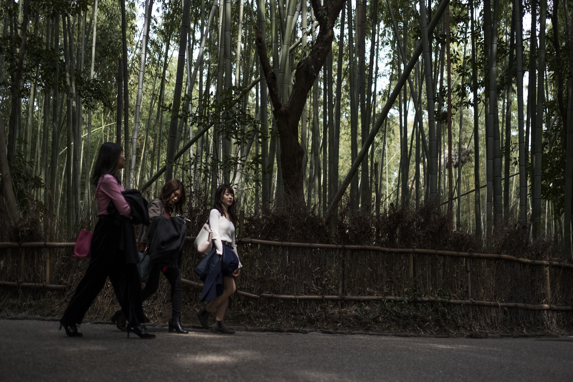 Fujifilm X-T2 + Fujifilm XF 23mm F1.4 R sample photo. Bamboo garden photography